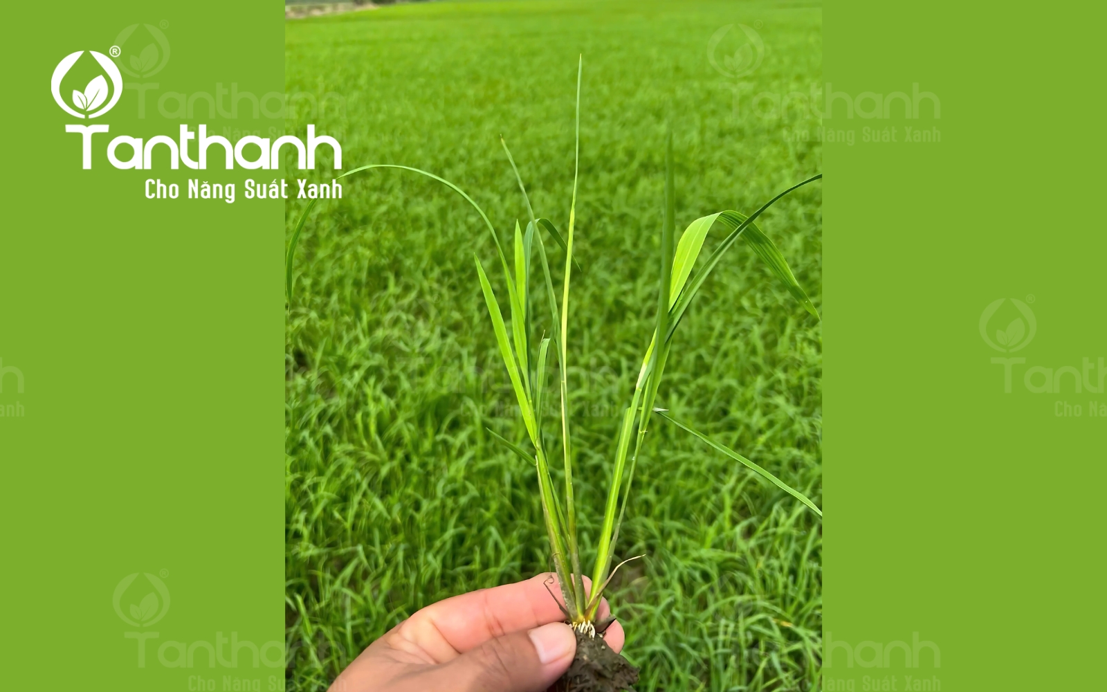 Muỗi hành tấn công lúa Đông Xuân sớm
