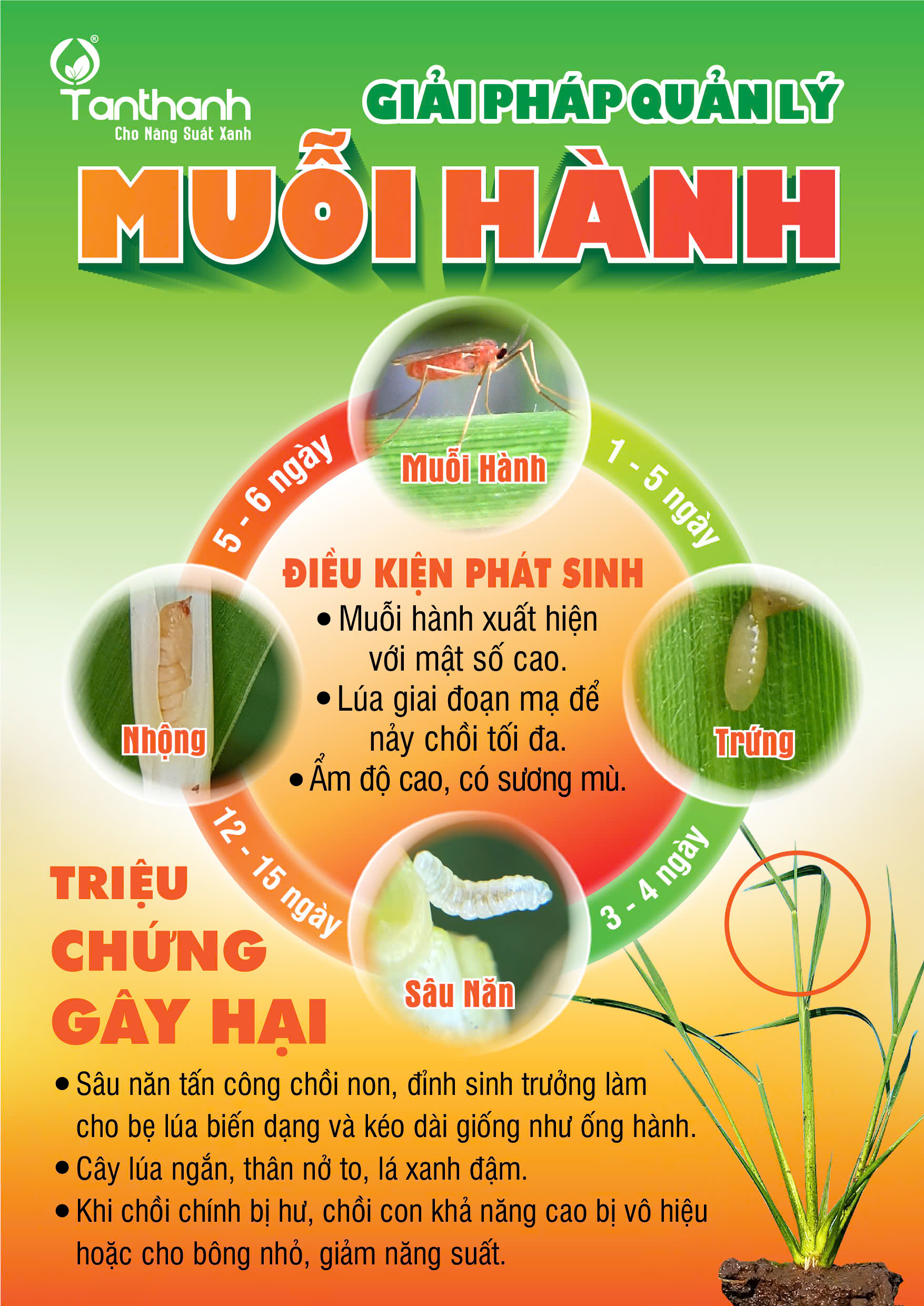 Giải pháp quản lý muỗi hành và cường lực chồi lúa. Giải pháp quản lý muỗi hành và cường lực chồi lúa.