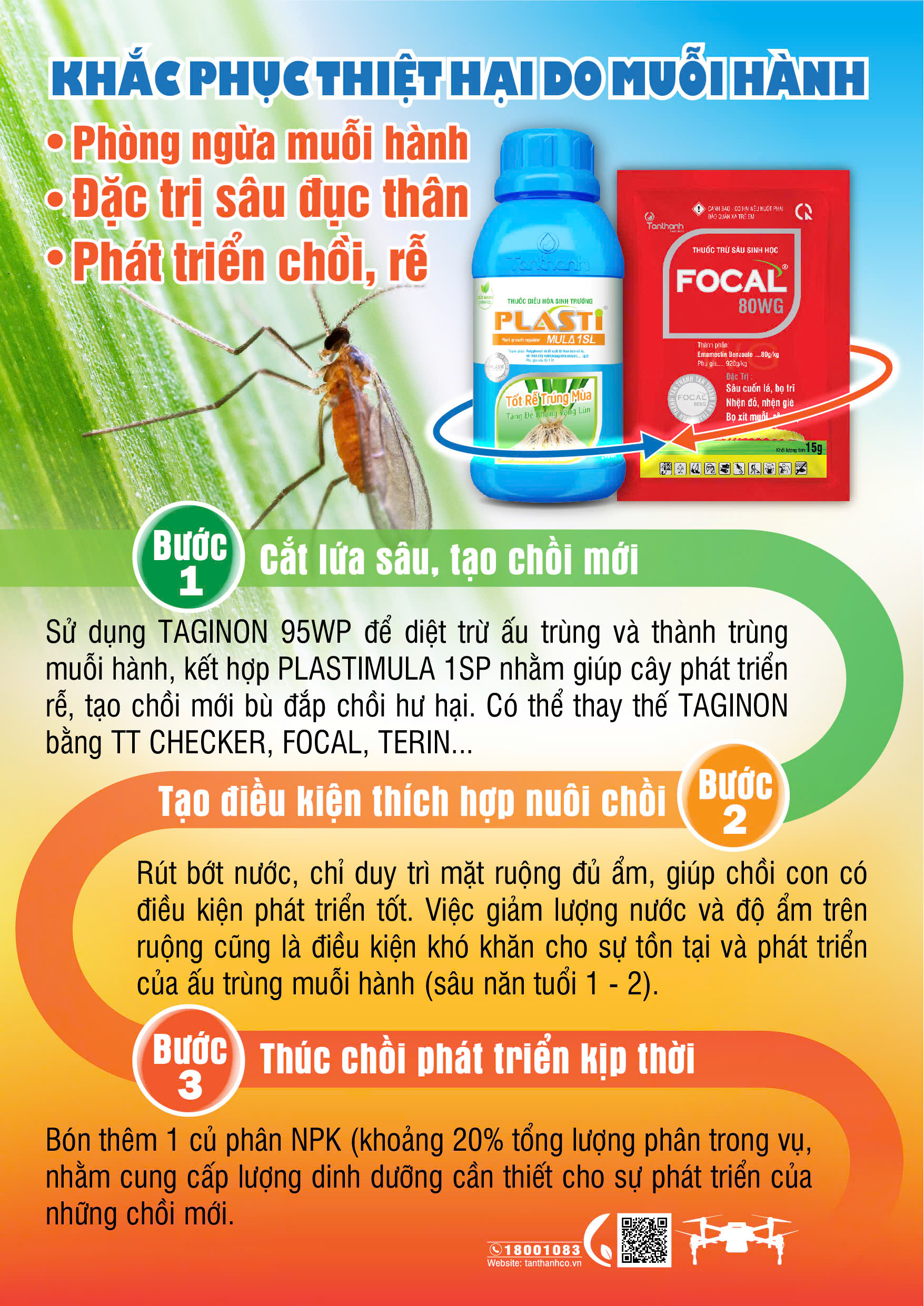 Giải pháp quản lý muỗi hành và cường lực chồi lúa. Giải pháp quản lý muỗi hành và cường lực chồi lúa.