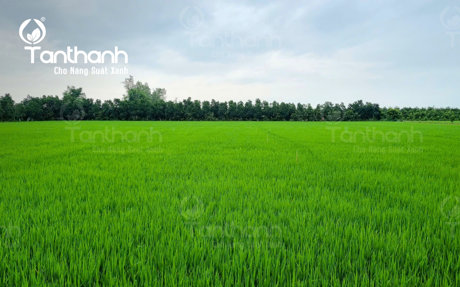 Lúa sắp làm đòng xuất hiện đồng thời đạo ôn và vi khuẩn Lúa sắp làm đòng xuất hiện đồng thời đạo ôn và vi khuẩn