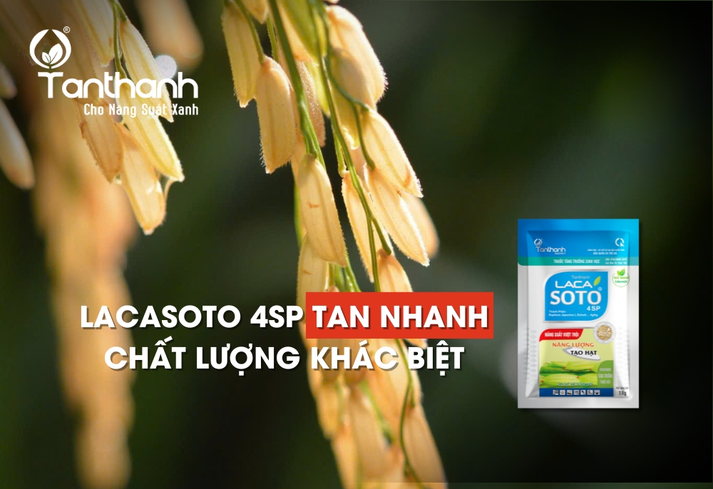 5 lý do giúp Lacasoto 4SP trở thành ưu tiên hàng đầu của cữ vô gạo
