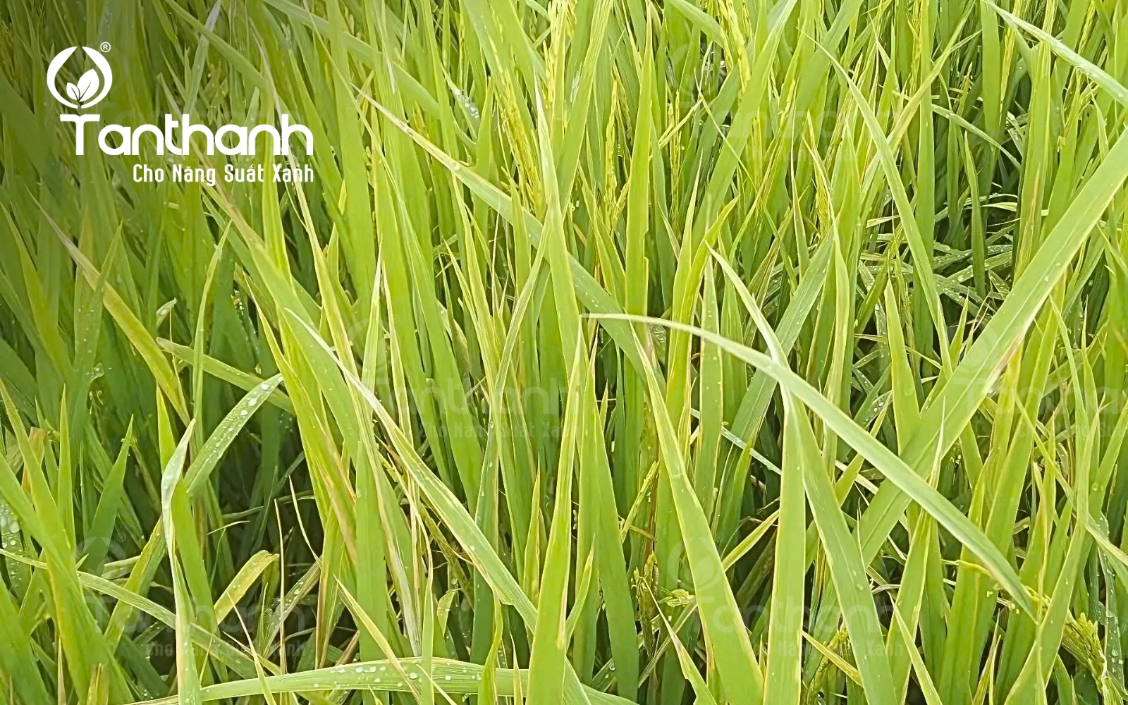 Cháy bìa lá tuy quen thuộc nhưng vẫn cần thận trọng Cháy bìa lá tuy quen thuộc nhưng vẫn cần thận trọng