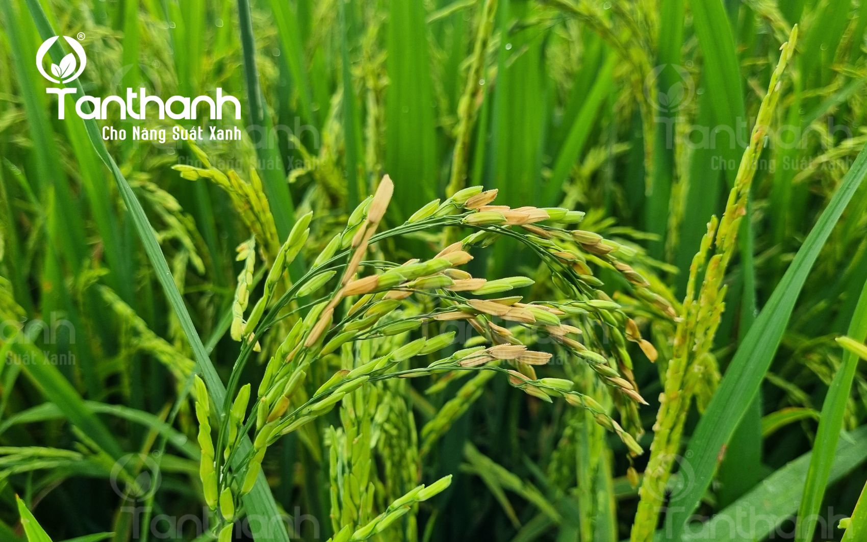 Đừng để lép vàng vi khuẩn khiến lúa mất năng suất và chất lượng Đừng để lép vàng vi khuẩn khiến lúa mất năng suất và chất lượng