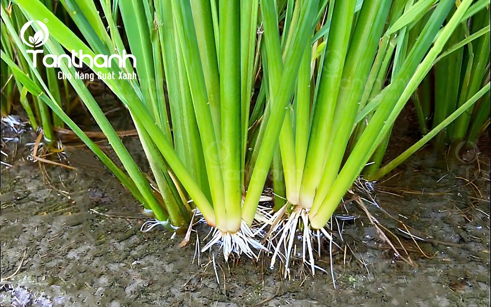 BỘ RỄ KHOẺ VỚI PLASTIMULA 1SL BỘ RỄ KHOẺ VỚI PLASTIMULA 1SL