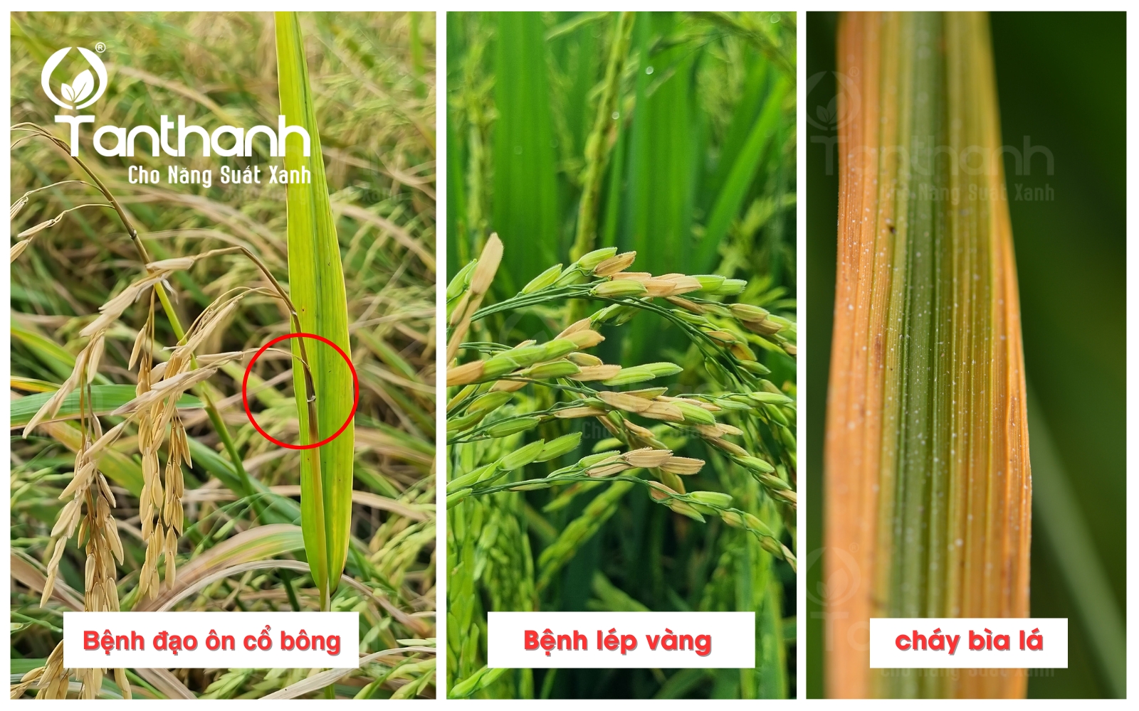Lúa trổ không lo nấm khuẩn