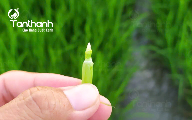 Lúa khoẻ đòng to, khởi đầu năm mới Lúa khoẻ đòng to, khởi đầu năm mới