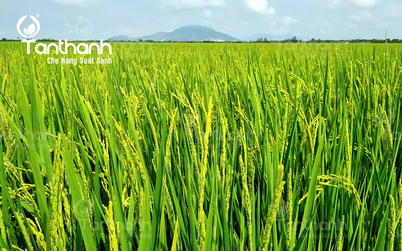 Bón phân đón đòng ngay lúc này, bông lúa rất nhiều hạt Bón phân đón đòng ngay lúc này, bông lúa rất nhiều hạt