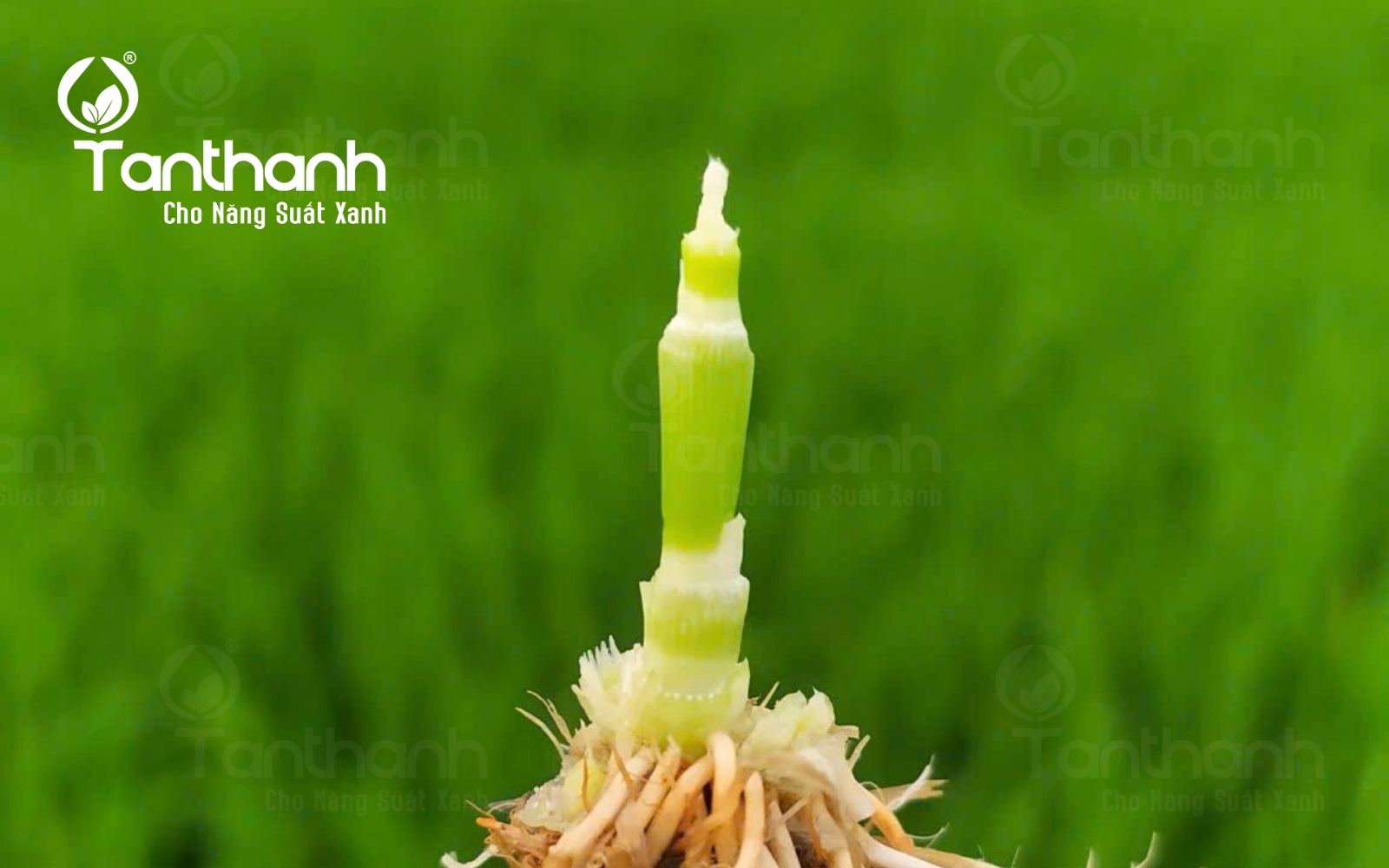 Bón phân đón đòng ngay lúc này, bông lúa rất nhiều hạt Bón phân đón đòng ngay lúc này, bông lúa rất nhiều hạt