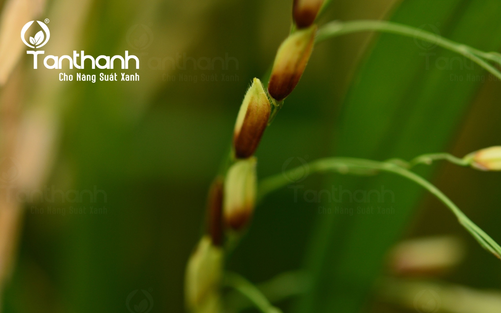 Đừng để lép vàng vi khuẩn khiến lúa mất năng suất và chất lượng Đừng để lép vàng vi khuẩn khiến lúa mất năng suất và chất lượng