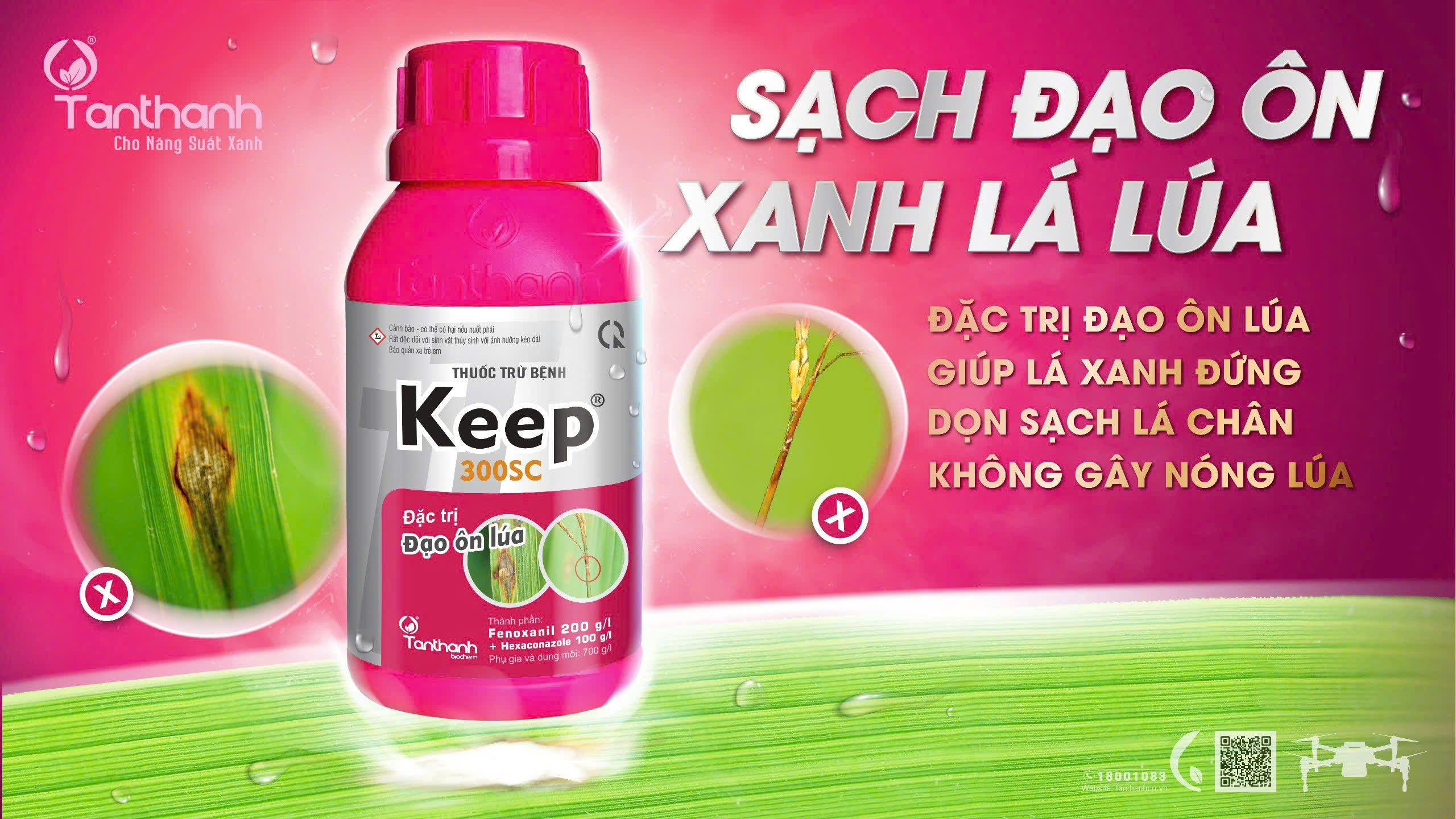 LÚA TRỔ KHÔNG LO NẤM KHUẨN