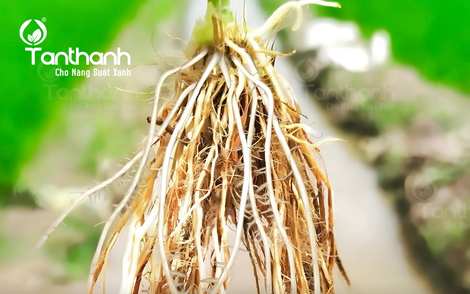 5 tính năng của Plastimula 1SL giúp nhà nông tiết kiệm phân bón. 5 tính năng của Plastimula 1SL giúp nhà nông tiết kiệm phân bón.