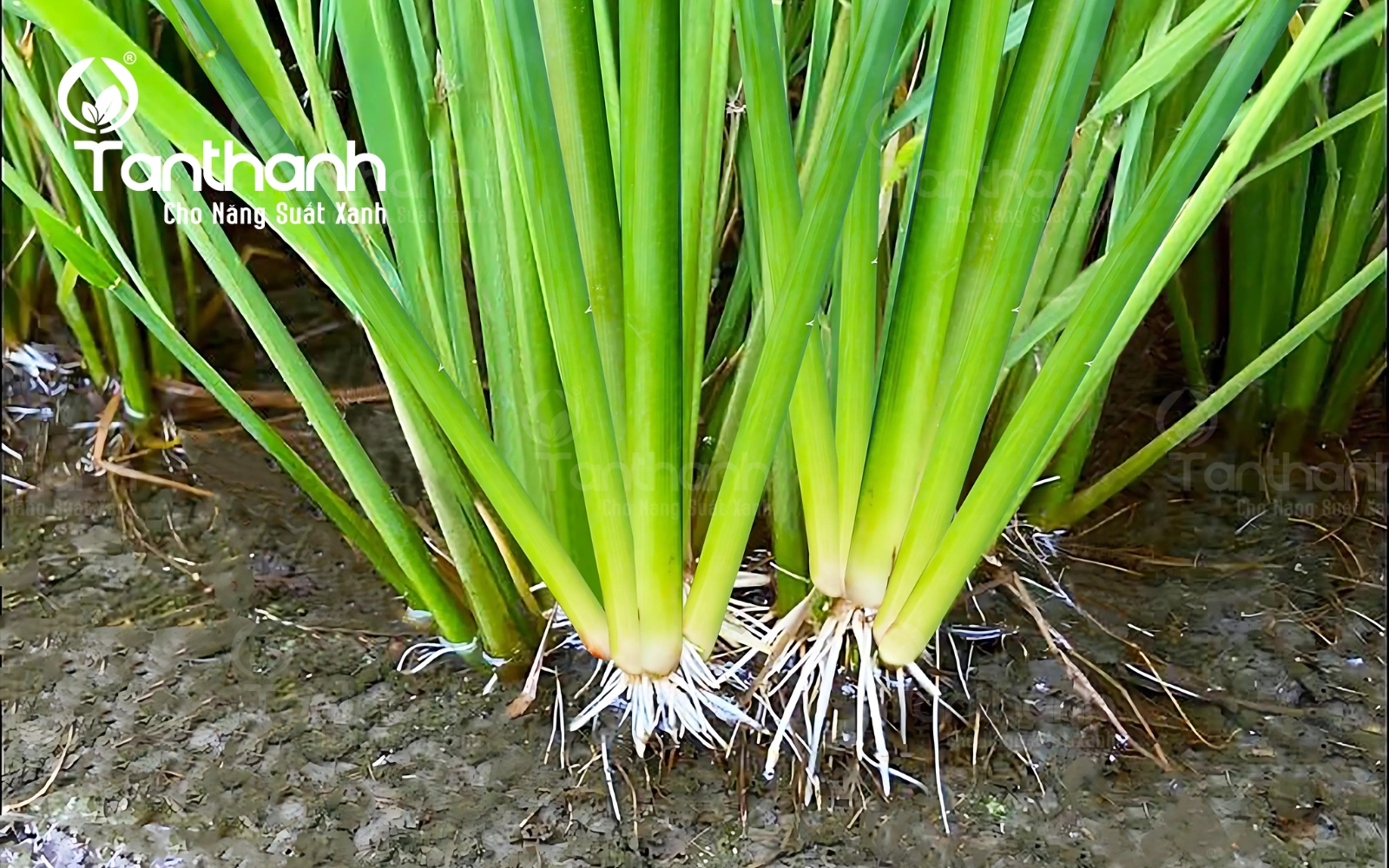 5 tính năng của Plastimula 1SL giúp nhà nông tiết kiệm phân bón. 5 tính năng của Plastimula 1SL giúp nhà nông tiết kiệm phân bón.