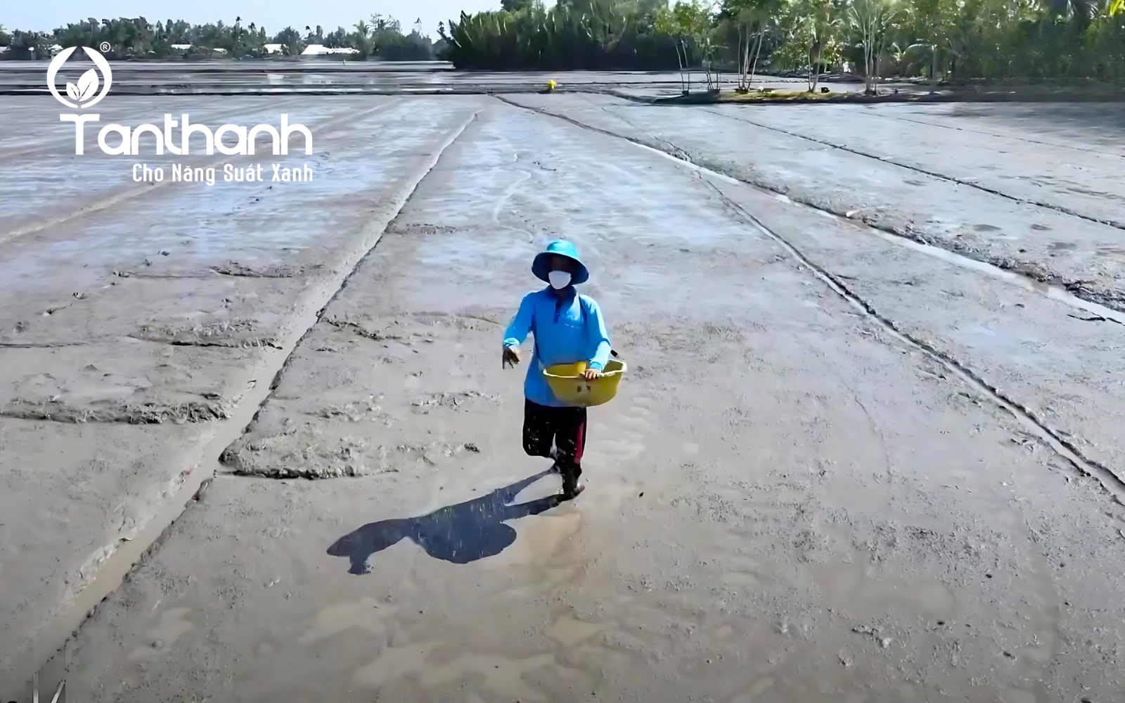 Những hình thức sạ lúa phổ biến
