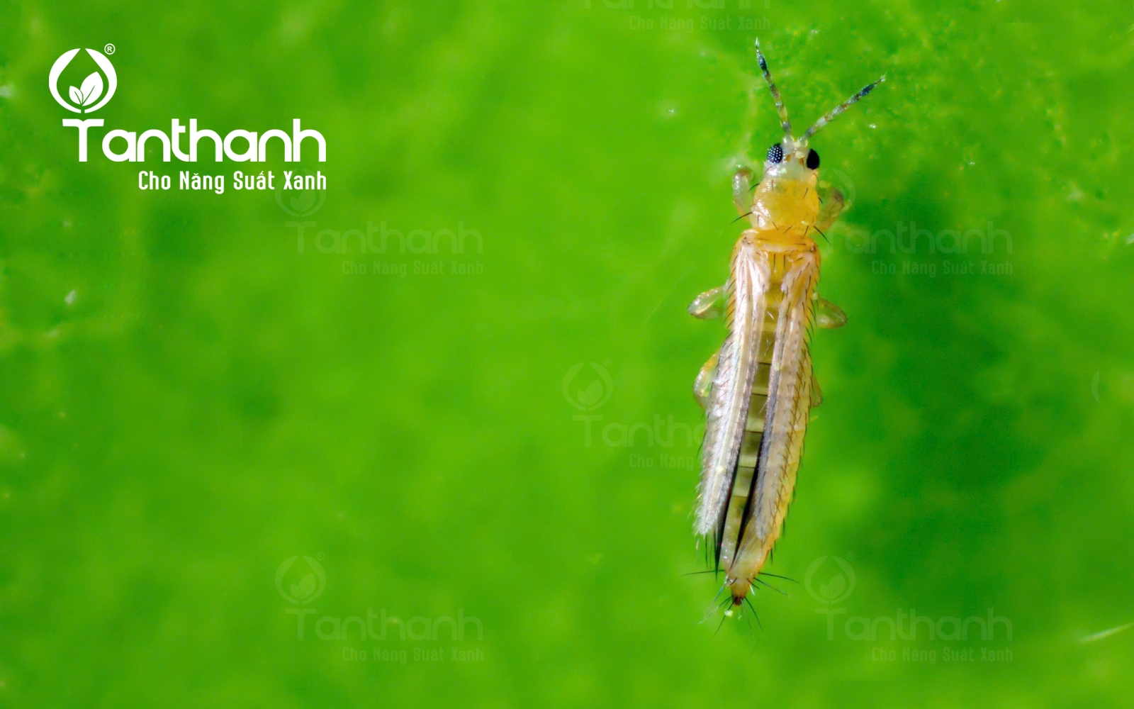 Áp dụng những giải pháp nào để khởi đầu vụ mùa thành công