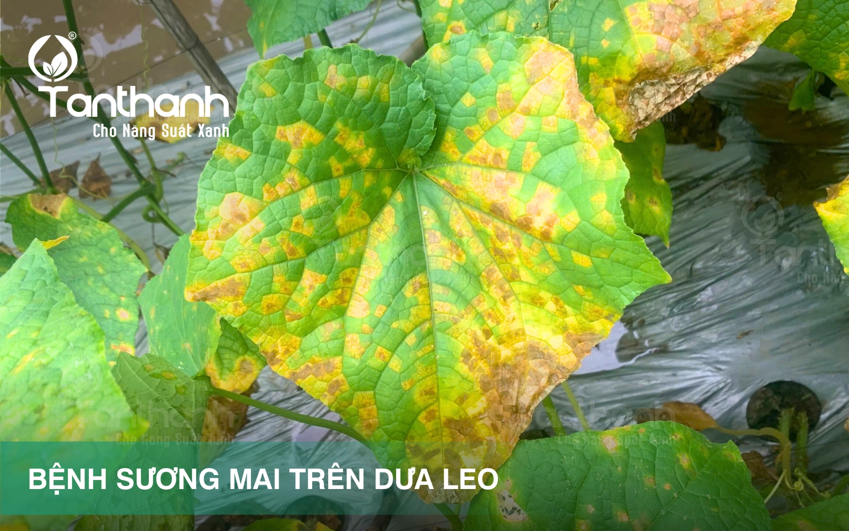 Roteva 30SC giải pháp mới mạnh mẽ đặc trị sương mai và thán thư