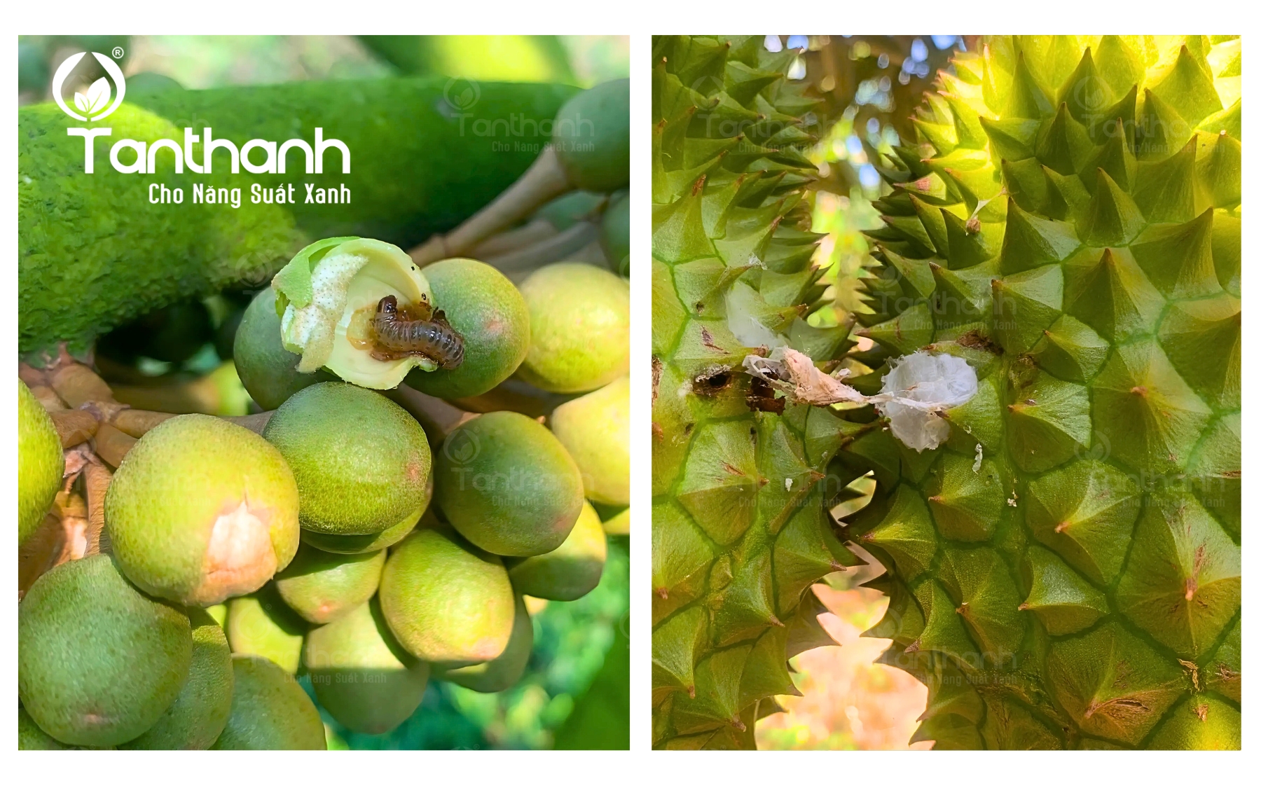 Chủ động phòng sâu ăn bông, sâu đục quả trên sầu riêng Chủ động phòng sâu ăn bông, sâu đục quả trên sầu riêng