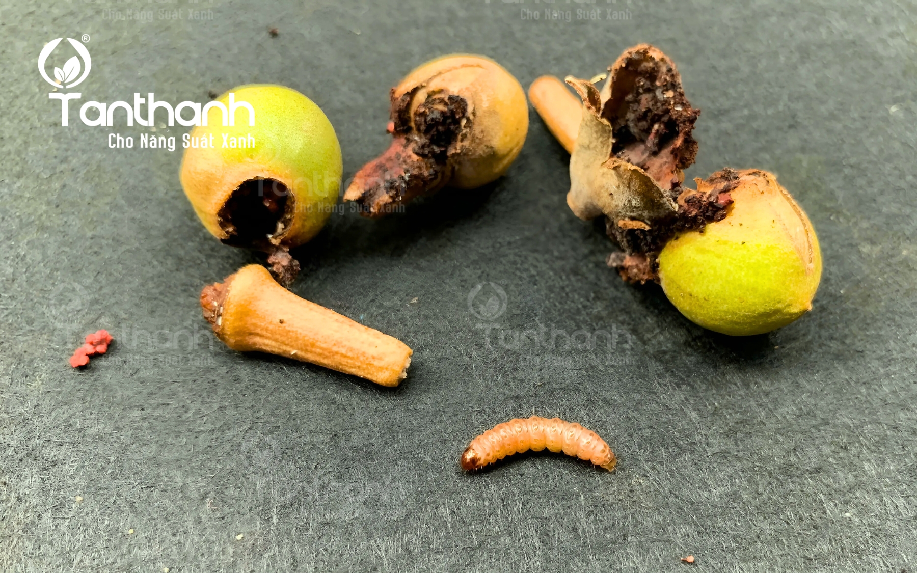 Chủ động phòng sâu ăn bông, sâu đục quả trên sầu riêng Chủ động phòng sâu ăn bông, sâu đục quả trên sầu riêng
