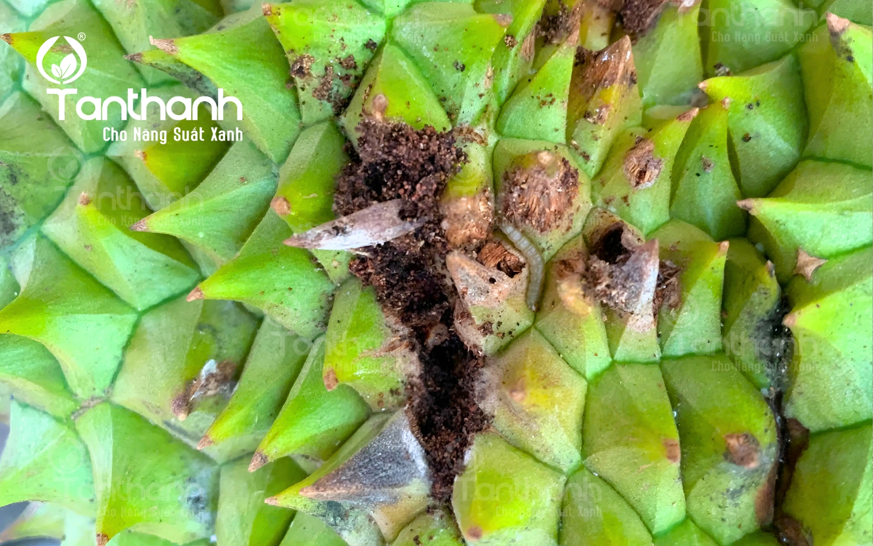 Chủ động phòng sâu ăn bông, sâu đục quả trên sầu riêng Chủ động phòng sâu ăn bông, sâu đục quả trên sầu riêng