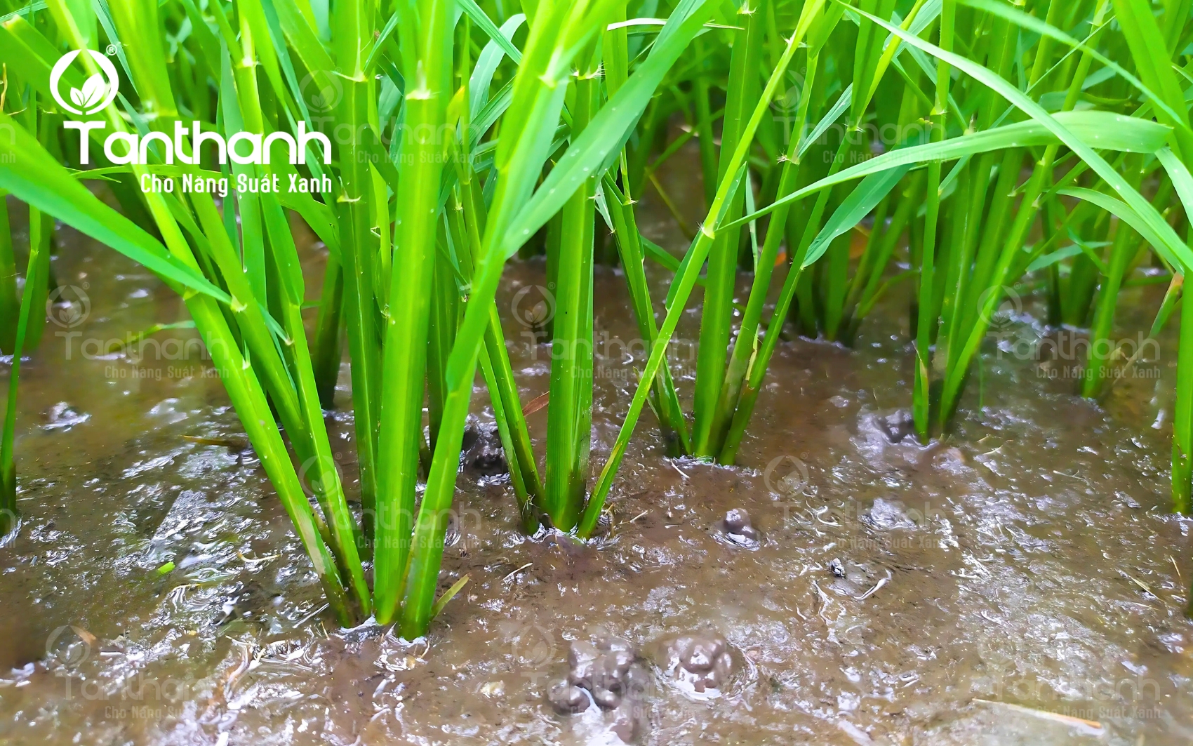 Chuyên gia điều hòa sinh trưởng Plastimula 1SL, hoàn toàn không chứa đạm Chuyên gia điều hòa sinh trưởng Plastimula 1SL, hoàn toàn không chứa đạm