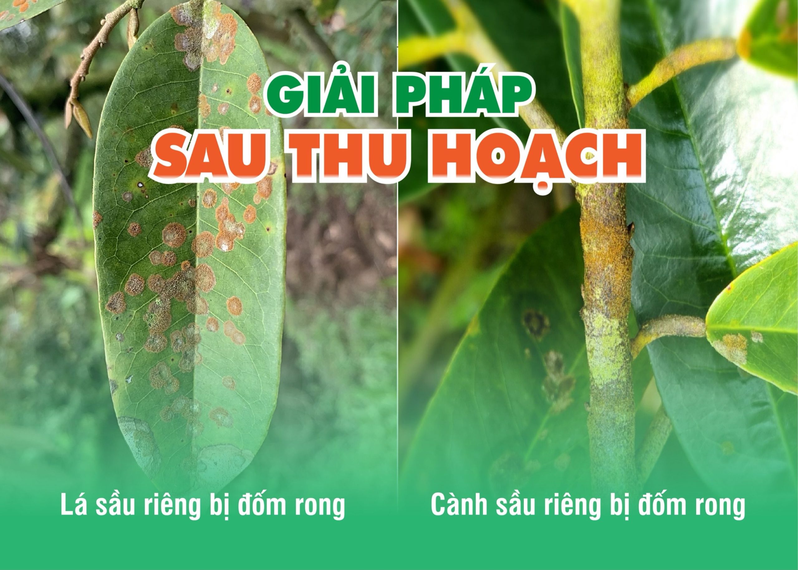 ​​Chăm sóc tốt cây sầu riêng với bộ giải pháp đến từ Công ty Tân Thành