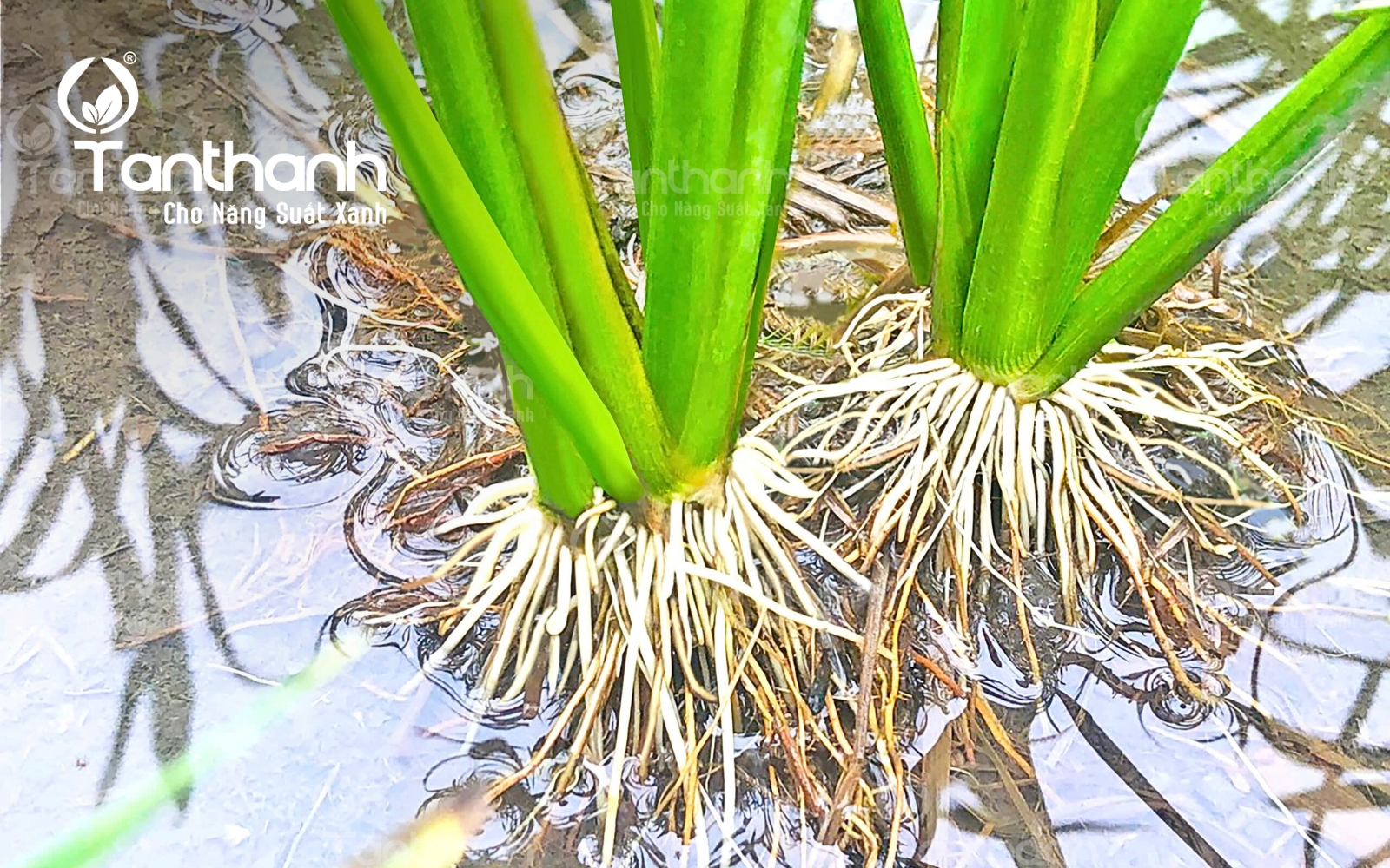 Chuyên gia điều hòa sinh trưởng Plastimula 1SL, hoàn toàn không chứa đạm Chuyên gia điều hòa sinh trưởng Plastimula 1SL, hoàn toàn không chứa đạm