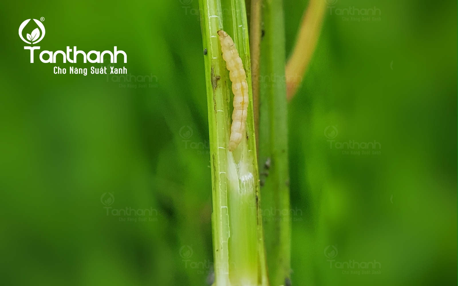 Tác nhân âm thầm tàn phá mùa màng gọi tên sâu đục thân