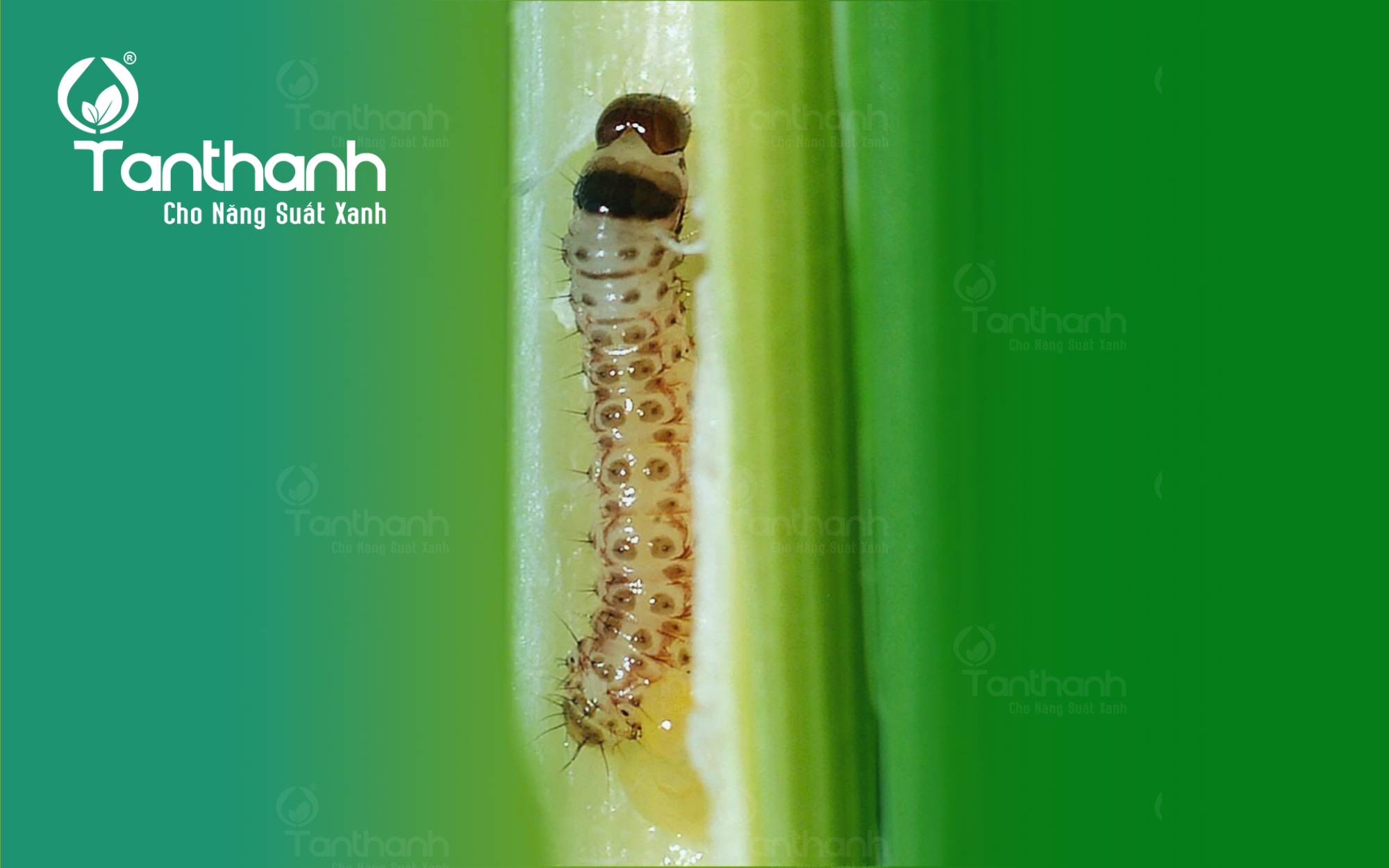 Tác nhân âm thầm tàn phá mùa màng gọi tên sâu đục thân
