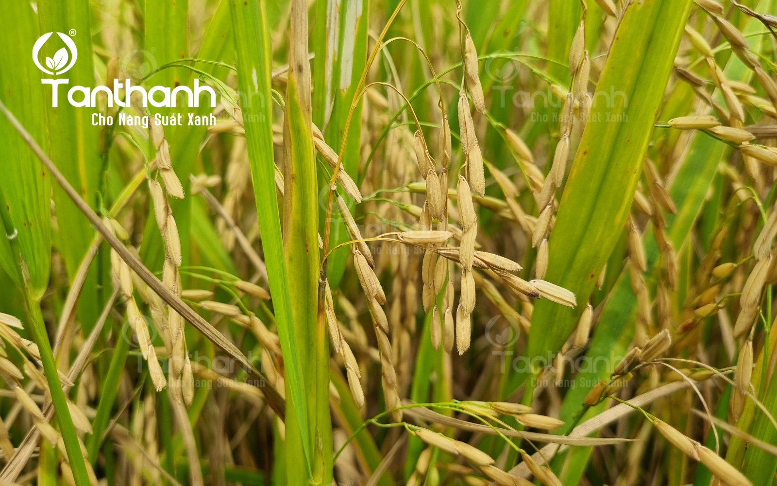 5 Sai Lầm Khi Phòng Trị Bệnh Đạo Ôn Trên Lúa 5 Sai Lầm Khi Phòng Trị Bệnh Đạo Ôn Trên Lúa