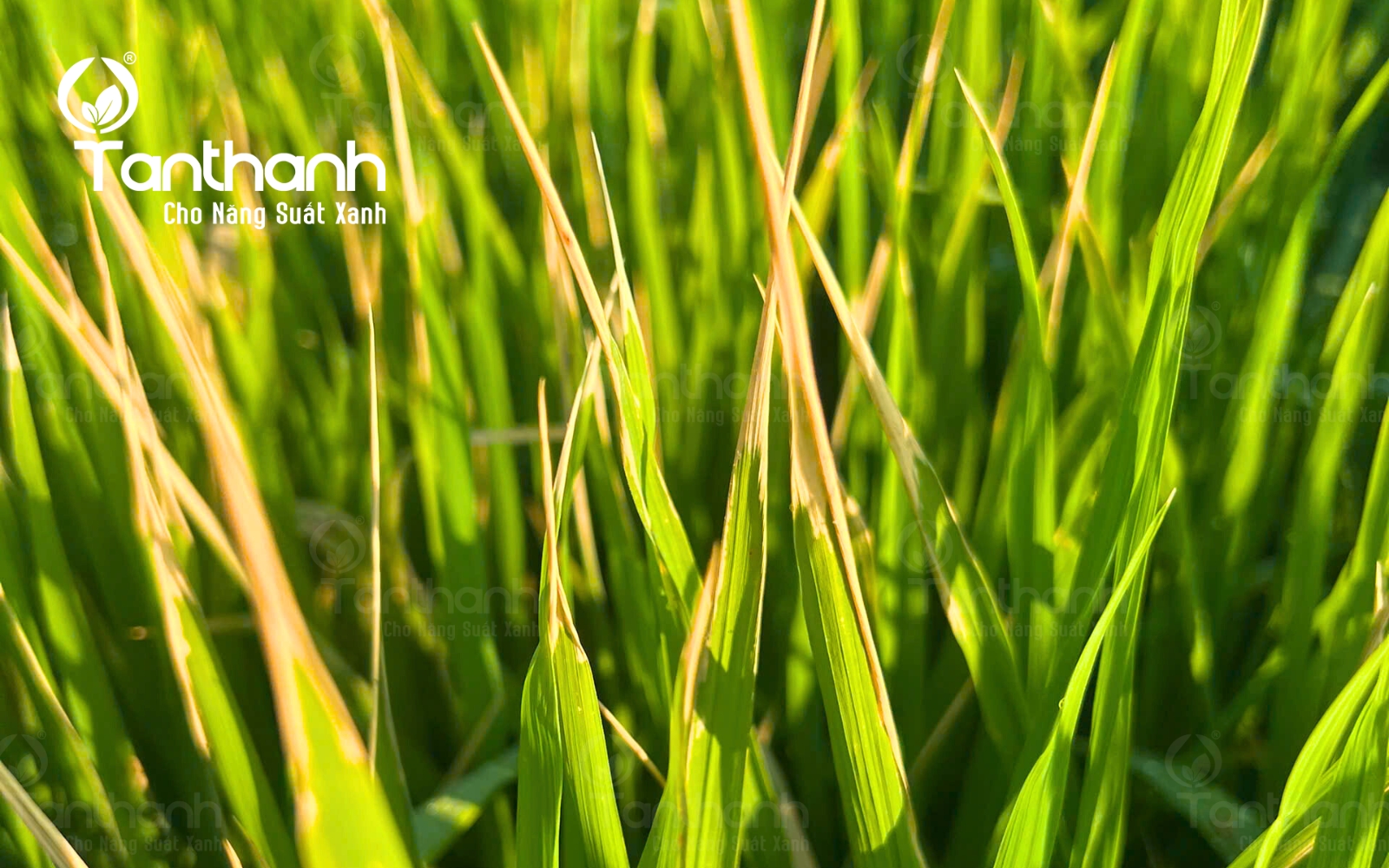 Cảnh báo bệnh vi khuẩn hại lúa trong mùa mưa Cảnh báo bệnh vi khuẩn hại lúa trong mùa mưa