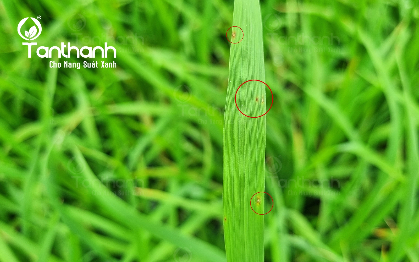 5 Sai Lầm Khi Phòng Trị Bệnh Đạo Ôn Trên Lúa 5 Sai Lầm Khi Phòng Trị Bệnh Đạo Ôn Trên Lúa
