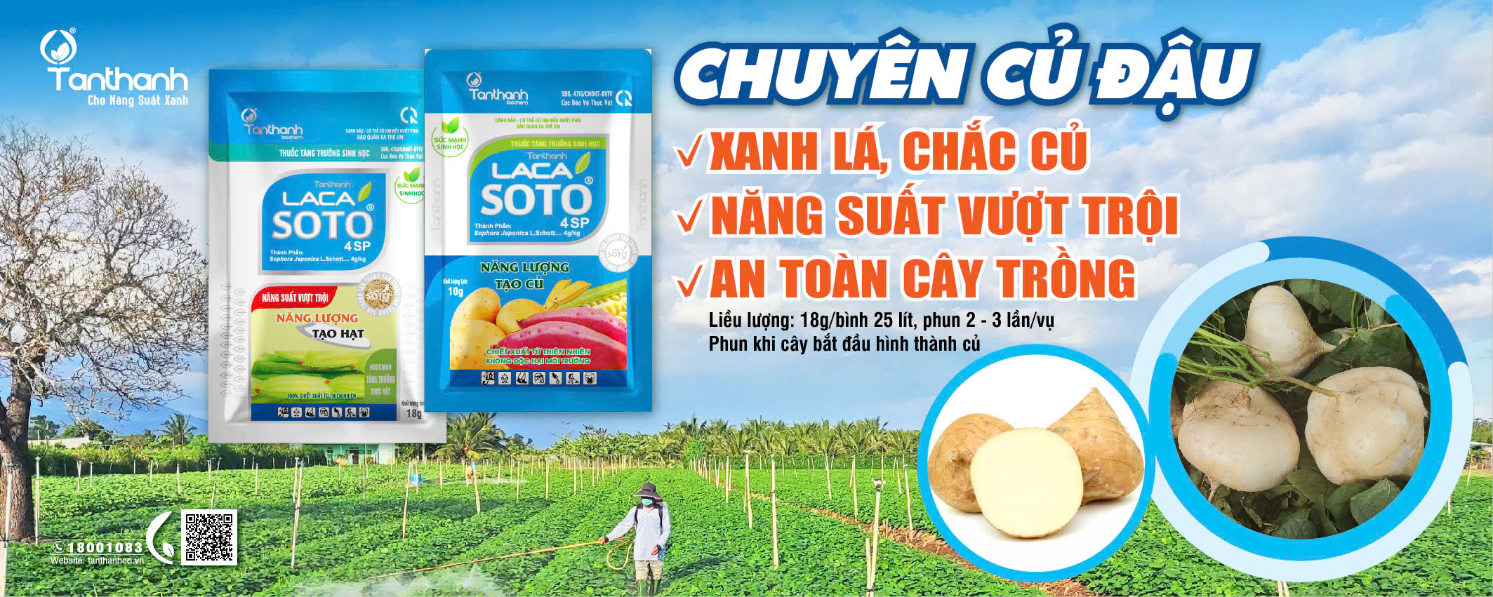 Bứt phá năng suất củ đậu với Lacasoto 4SP