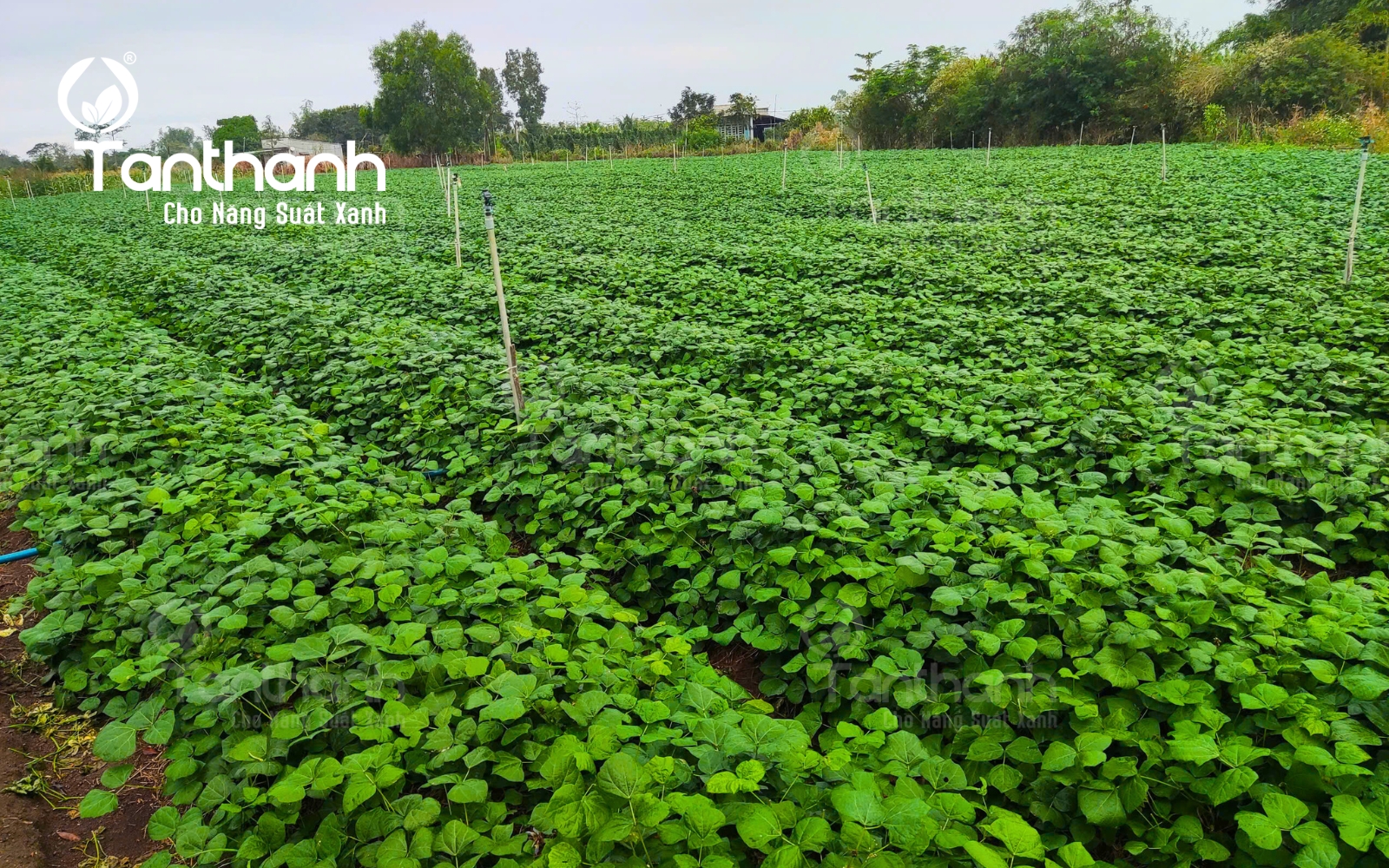 Bứt phá năng suất củ đậu với Lacasoto 4SP