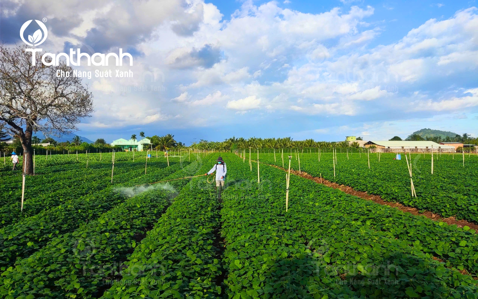 Bứt phá năng suất củ đậu với Lacasoto 4SP