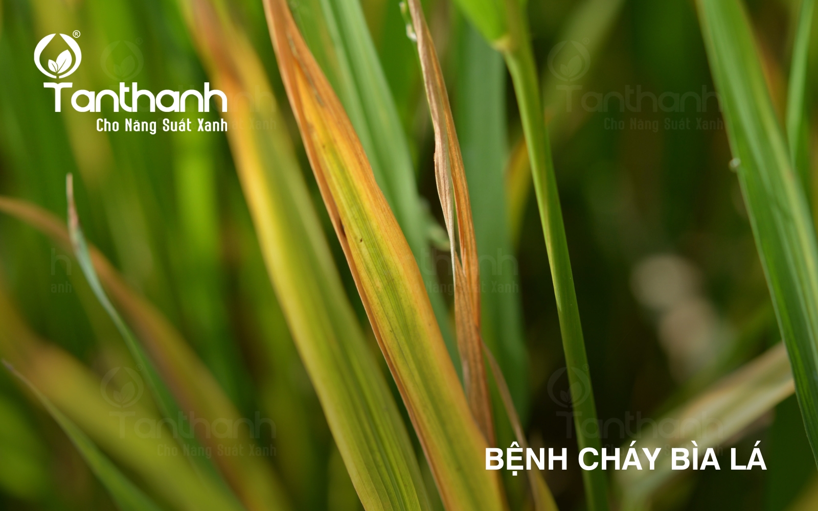 Lúa khỏe sạch nấm khuẩn – trổ bông an toàn – hạt chắc nặng tay Lúa khỏe sạch nấm khuẩn – trổ bông an toàn – hạt chắc nặng tay
