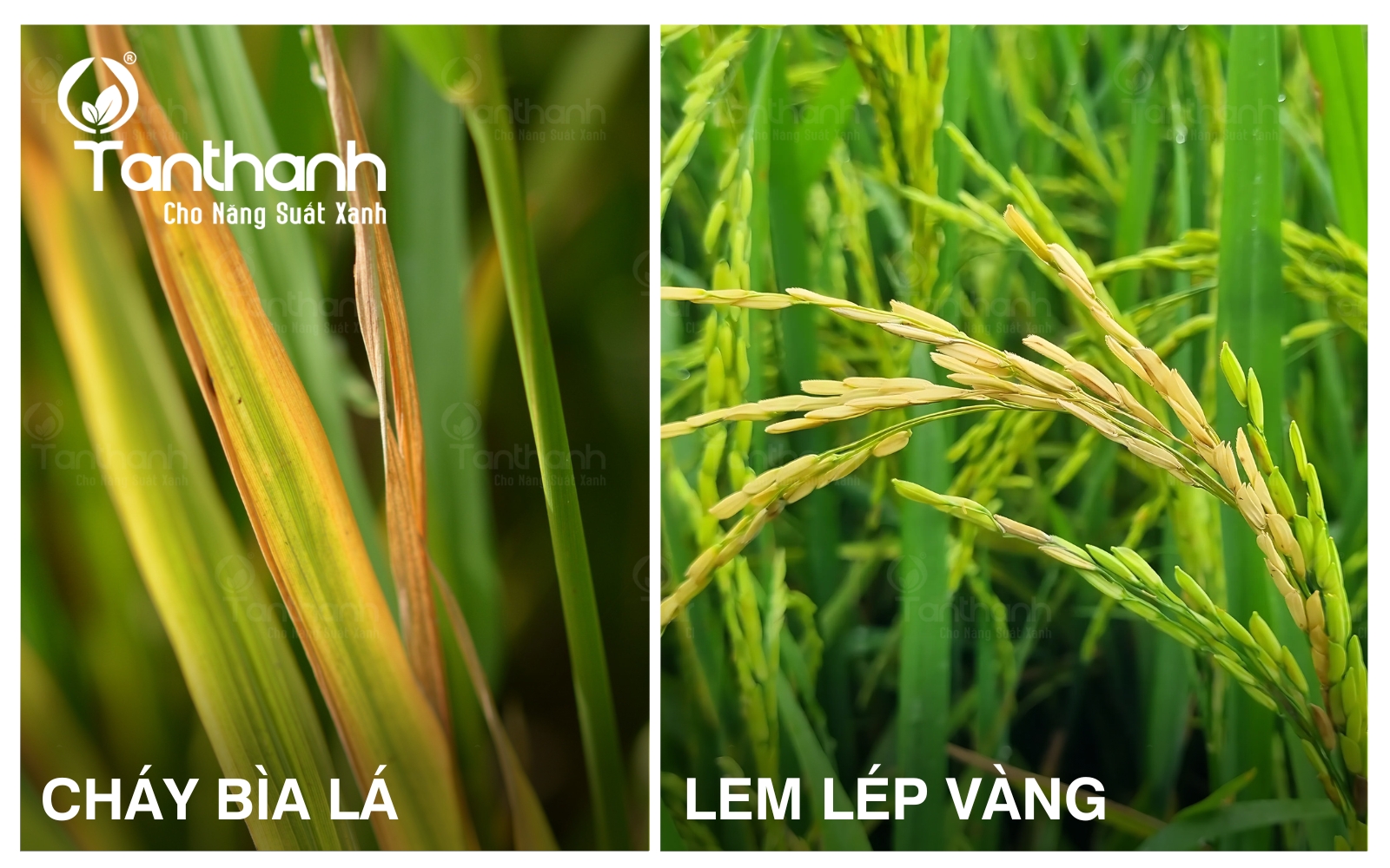 Diệt nhanh vi khuẩn để bảo vệ năng suất và chất lượng