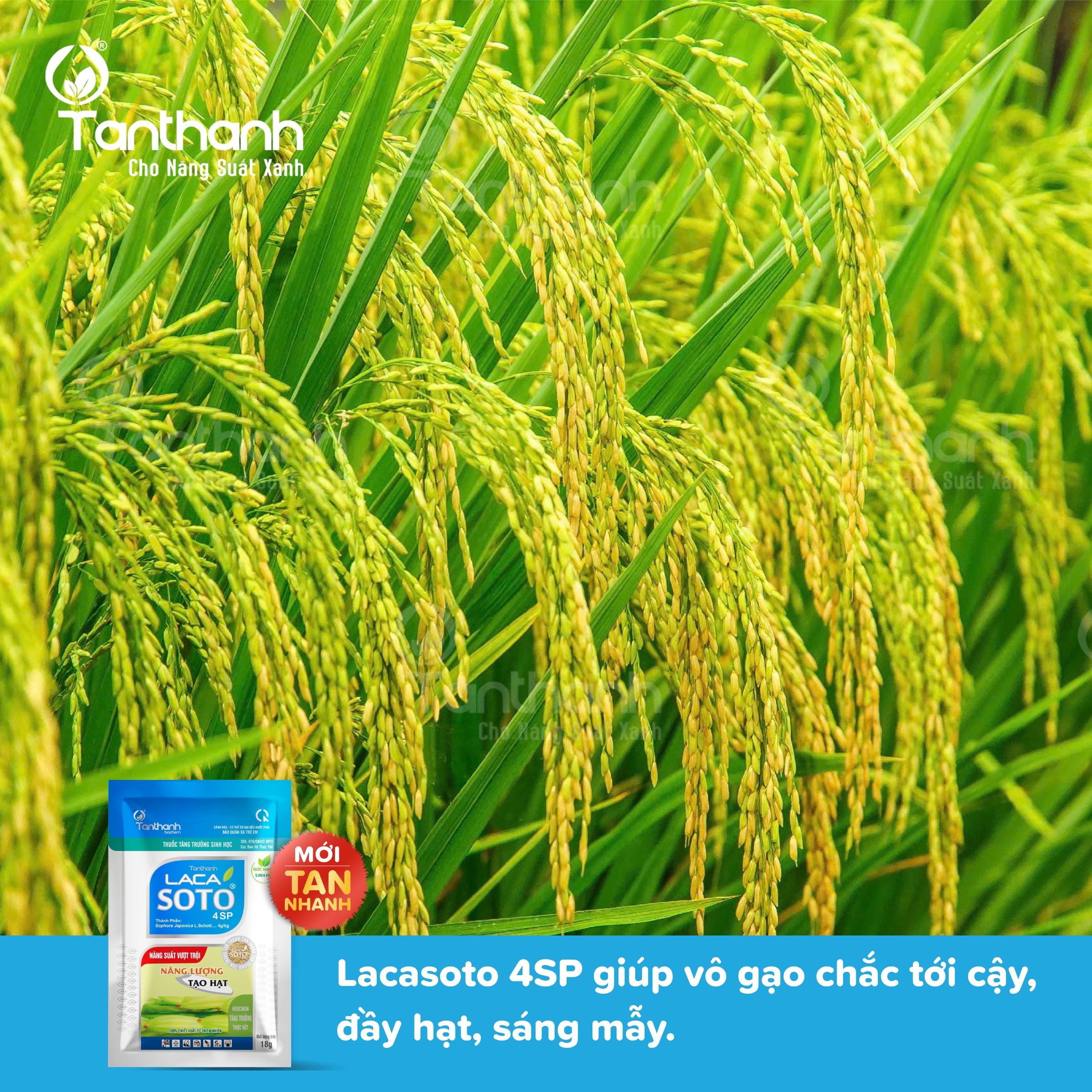 5 lý do giúp Lacasoto 4SP trở thành ưu tiên hàng đầu của cữ vô gạo