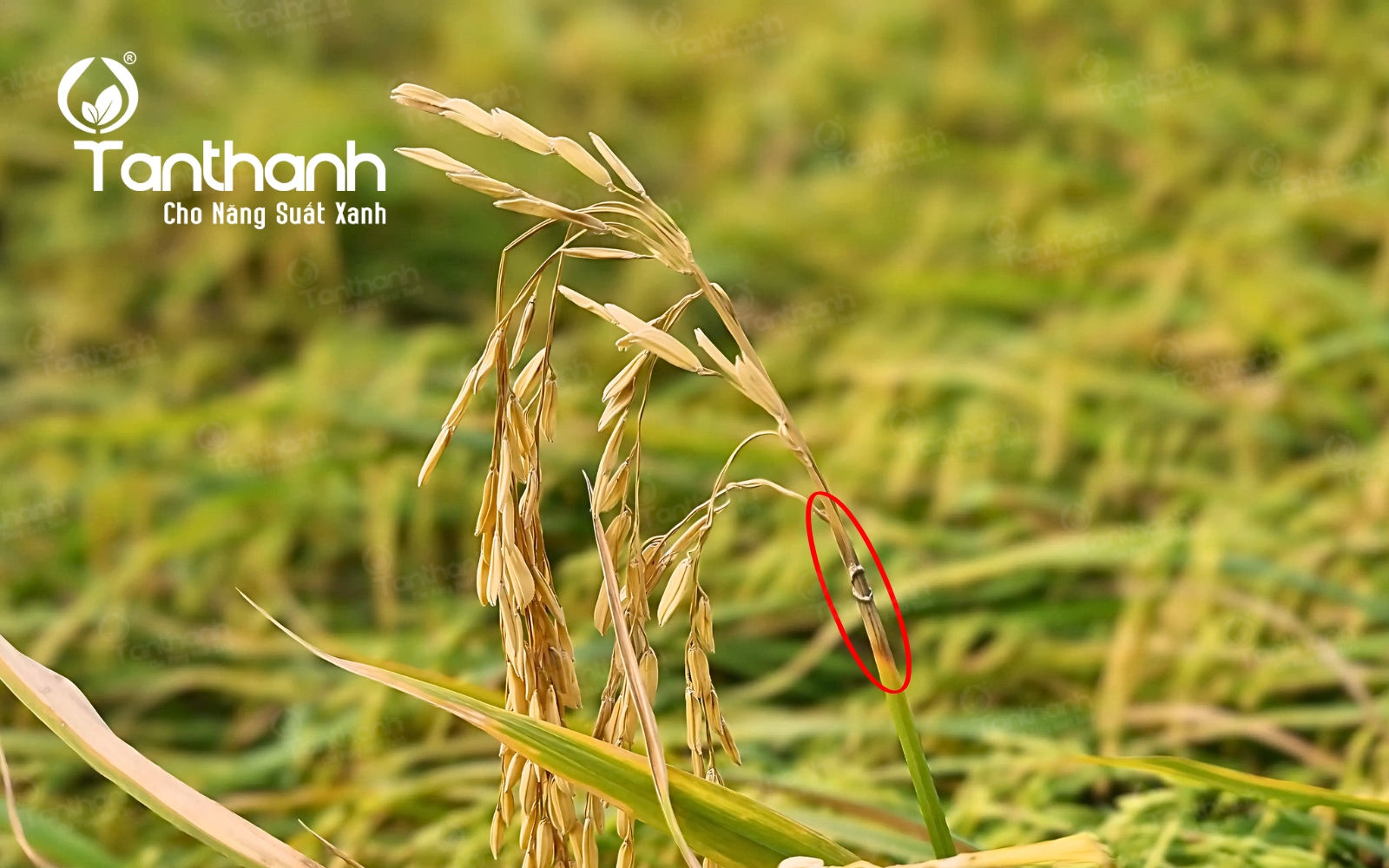 Bệnh hại trên cây lúa giai đoạn cuối vụ Bệnh hại trên cây lúa giai đoạn cuối vụ