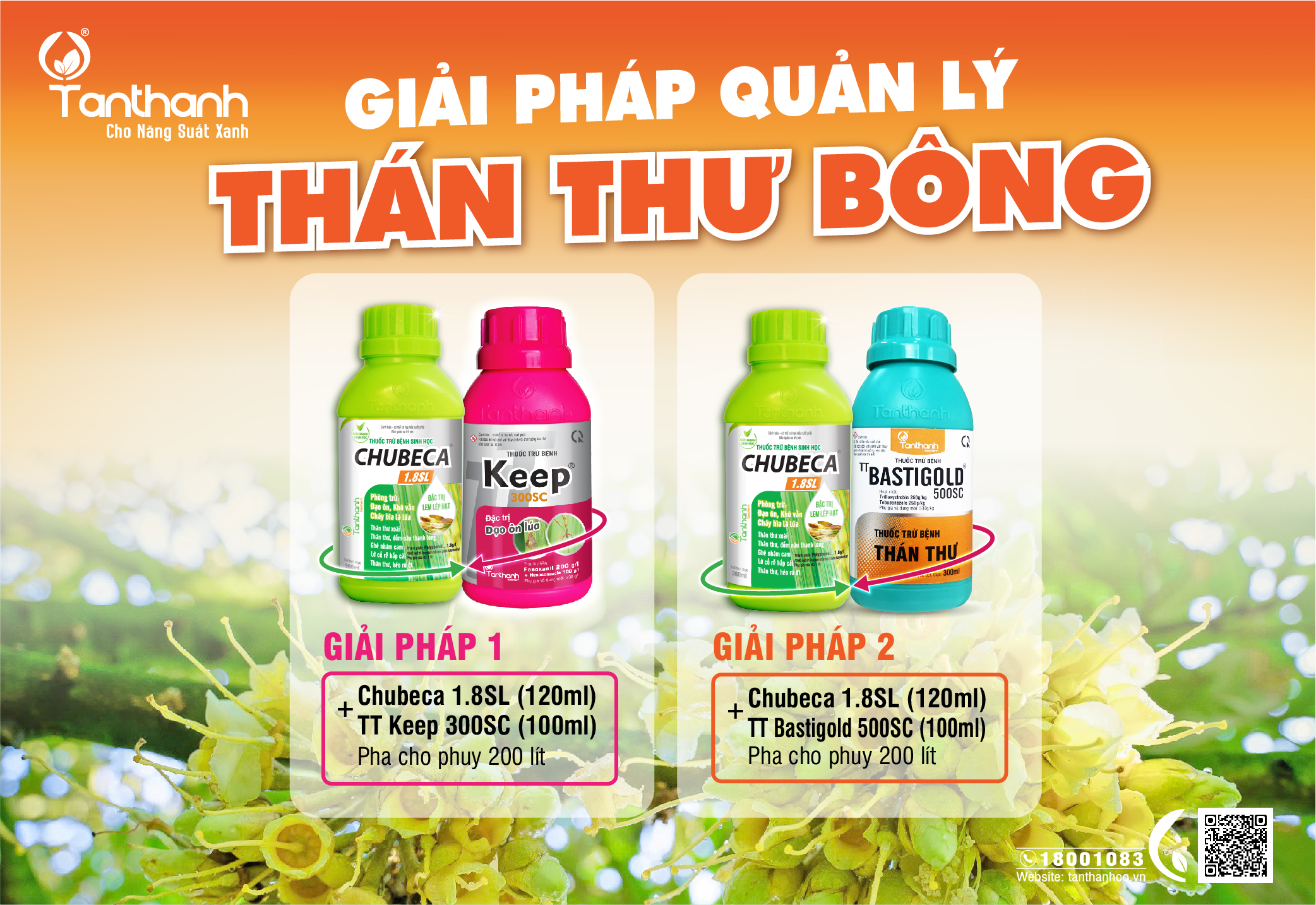 Vì sao thán thư bông là “nỗi ám ảnh” của nhà vườn trồng sầu riêng trong mùa mưa? Vì sao thán thư bông là “nỗi ám ảnh” của nhà vườn trồng sầu riêng trong mùa mưa?