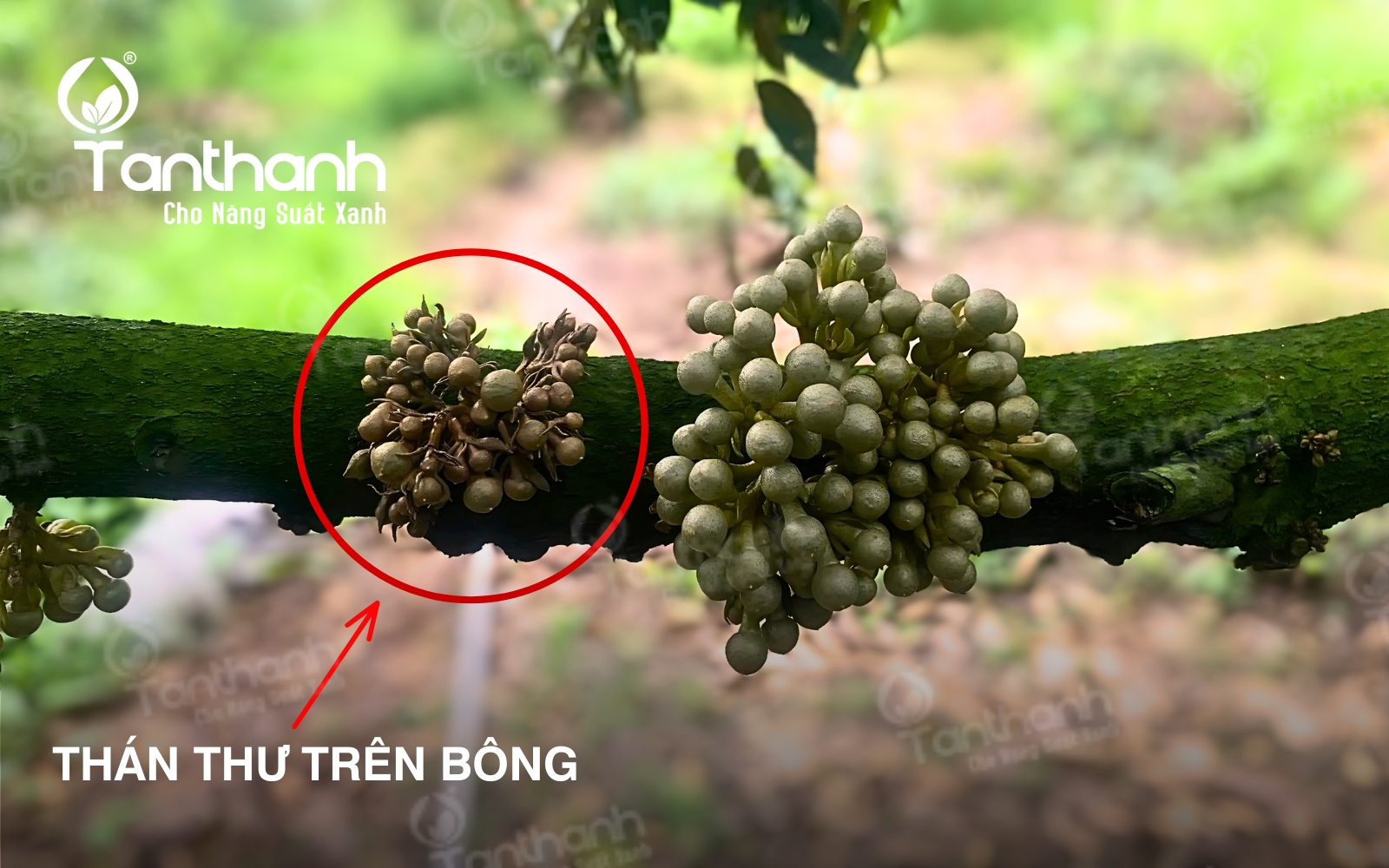 Vì sao thán thư bông là “nỗi ám ảnh” của nhà vườn trồng sầu riêng trong mùa mưa? Vì sao thán thư bông là “nỗi ám ảnh” của nhà vườn trồng sầu riêng trong mùa mưa?