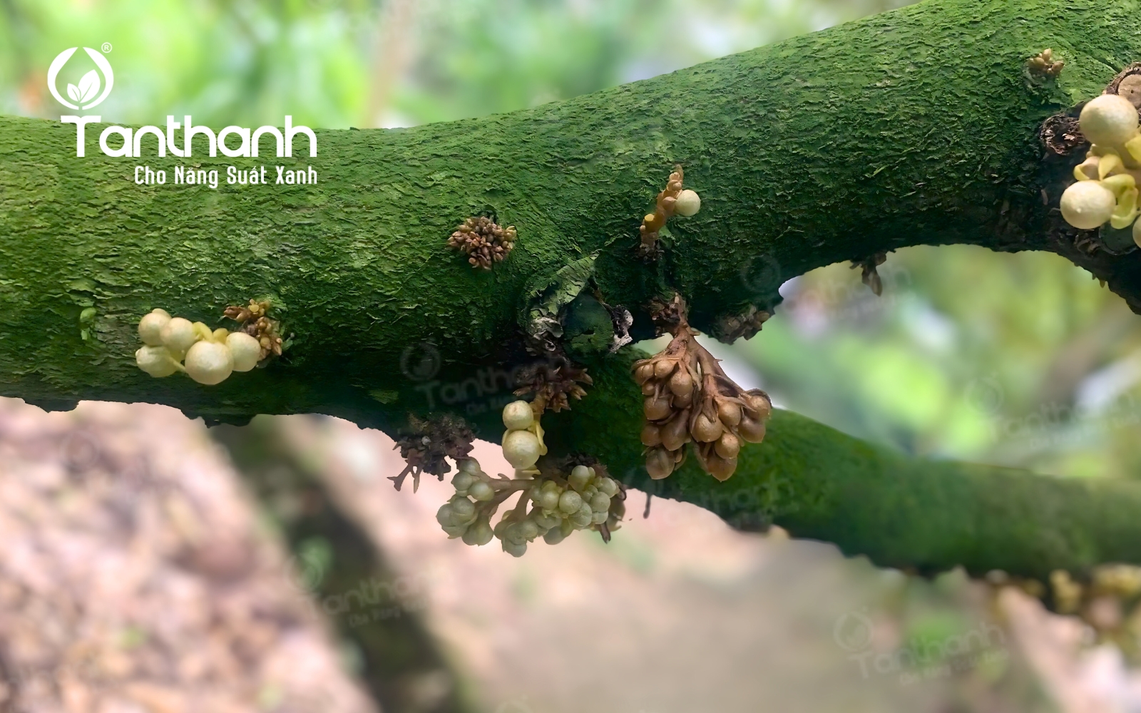 Vì sao thán thư bông là “nỗi ám ảnh” của nhà vườn trồng sầu riêng trong mùa mưa? Vì sao thán thư bông là “nỗi ám ảnh” của nhà vườn trồng sầu riêng trong mùa mưa?