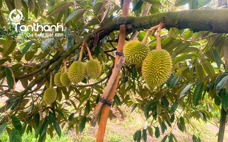 Vì sao thán thư bông là “nỗi ám ảnh” của nhà vườn trồng sầu riêng trong mùa mưa? Vì sao thán thư bông là “nỗi ám ảnh” của nhà vườn trồng sầu riêng trong mùa mưa?