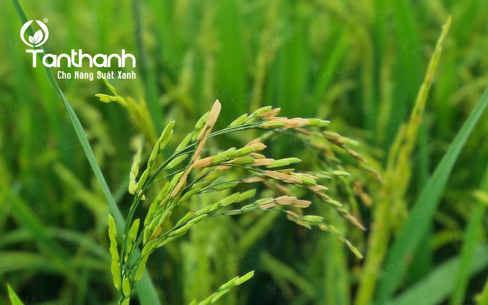 Bệnh hại trên cây lúa giai đoạn cuối vụ Bệnh hại trên cây lúa giai đoạn cuối vụ