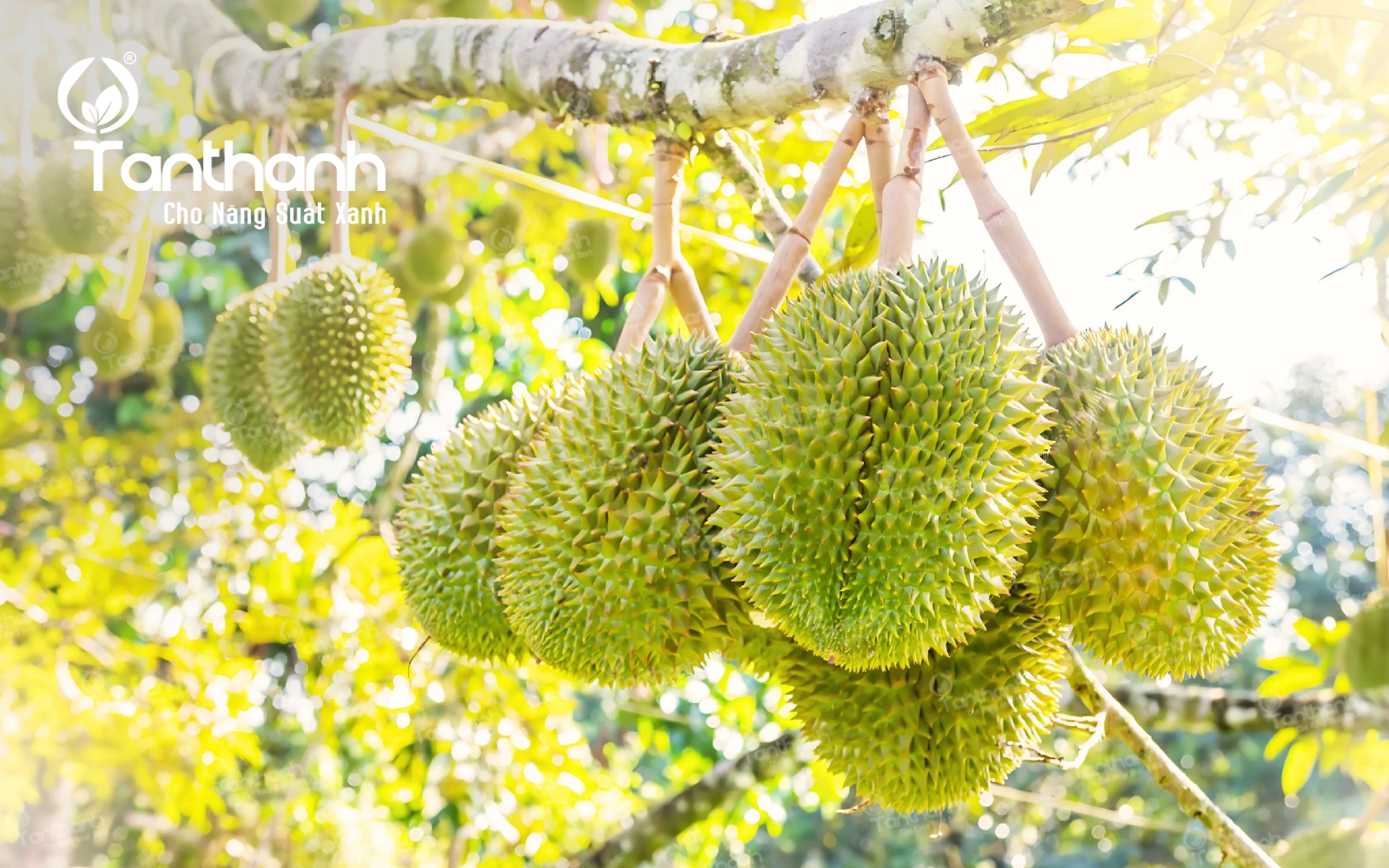 Top 10 món ăn gây “nghiện” từ sầu riêng