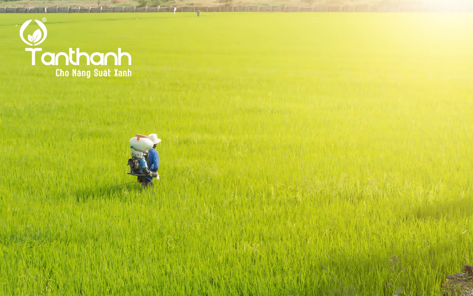 Từ cánh đồng xanh đến hạt gạo sạch
