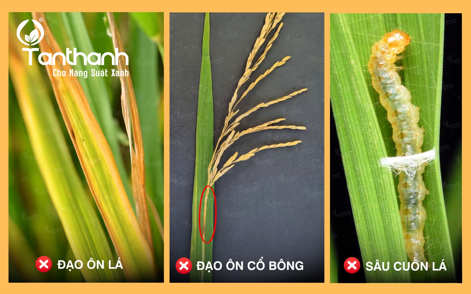Từ cánh đồng xanh đến hạt gạo sạch