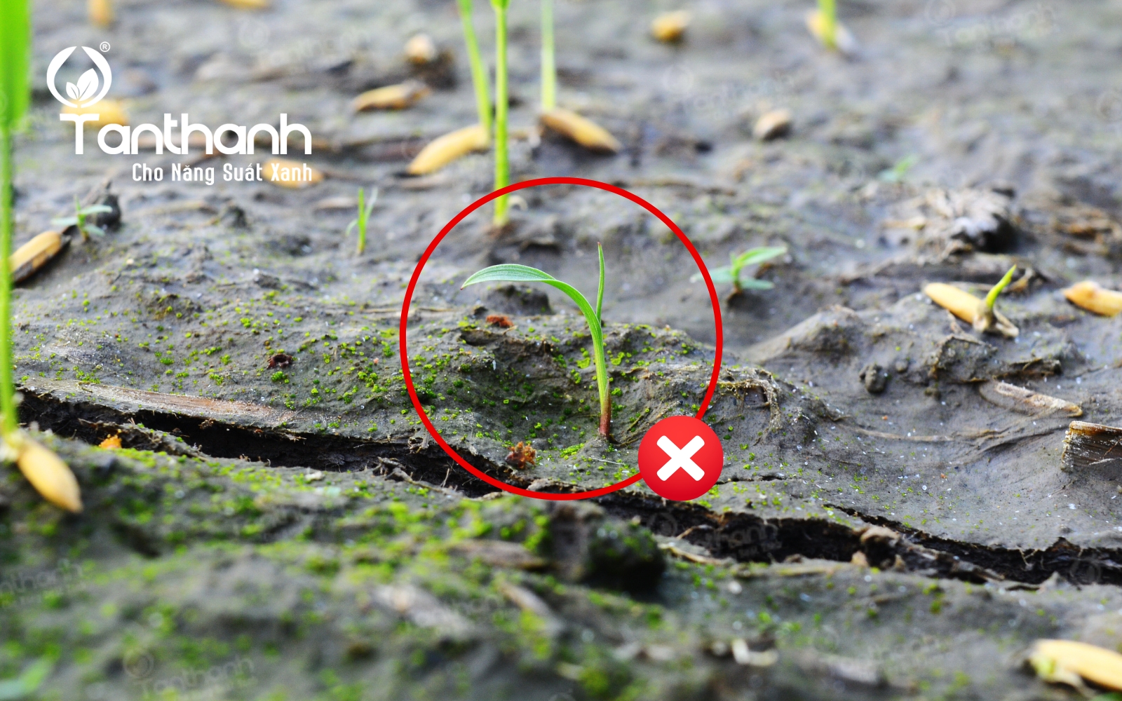 Từ cánh đồng xanh đến hạt gạo sạch