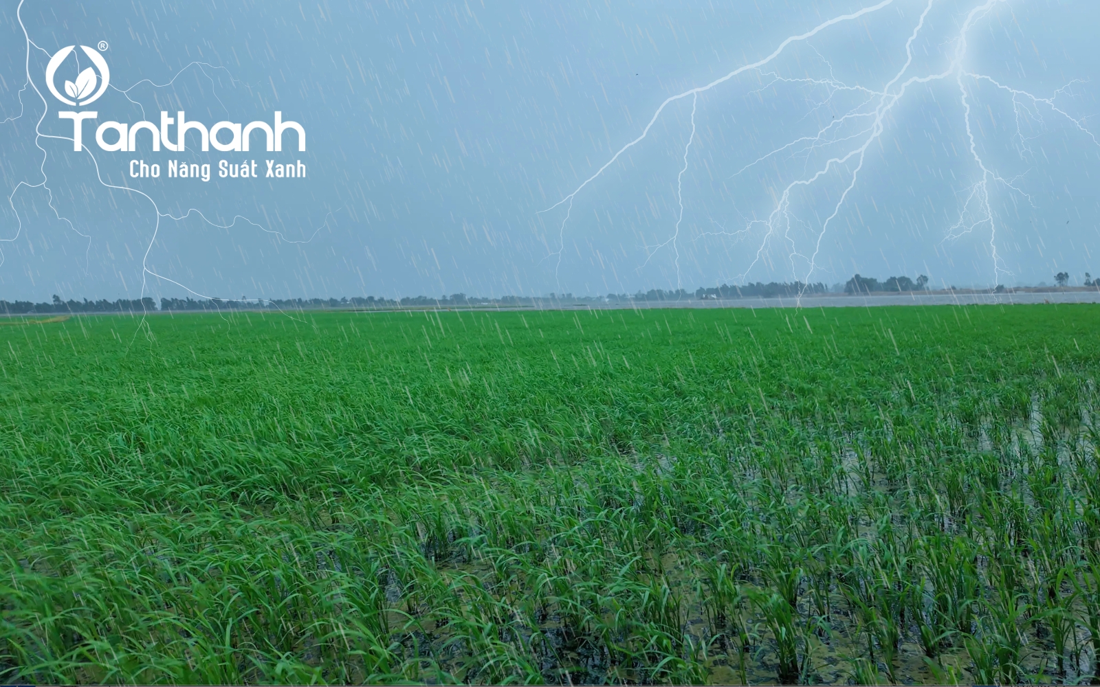 Bệnh hại trên cây lúa giai đoạn cuối vụ Bệnh hại trên cây lúa giai đoạn cuối vụ