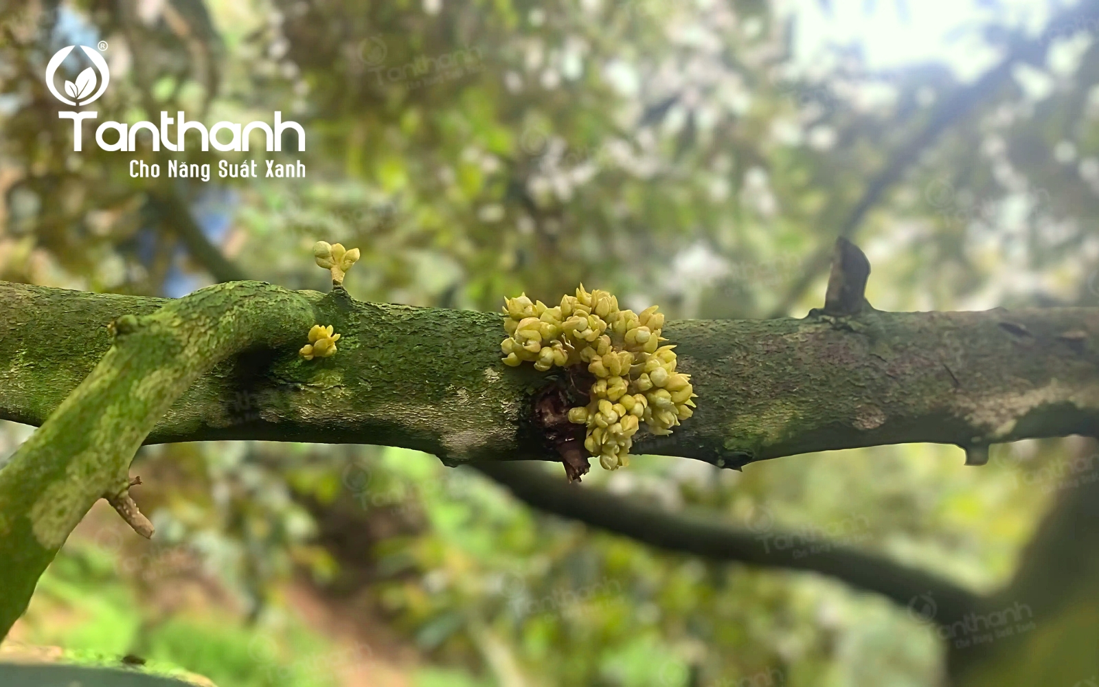 Vì sao thán thư bông là “nỗi ám ảnh” của nhà vườn trồng sầu riêng trong mùa mưa? Vì sao thán thư bông là “nỗi ám ảnh” của nhà vườn trồng sầu riêng trong mùa mưa?