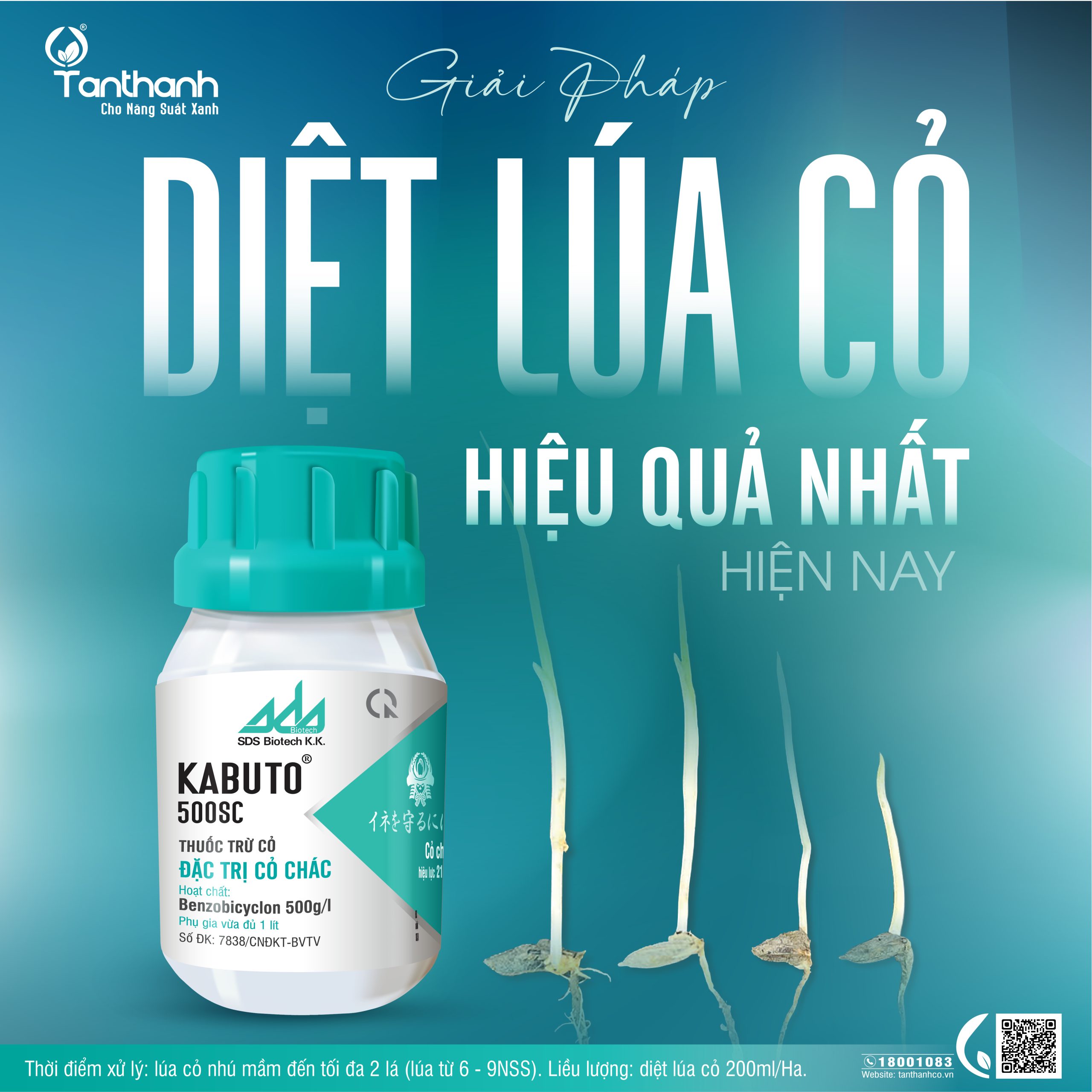 Ruộng lúa cũng có ma