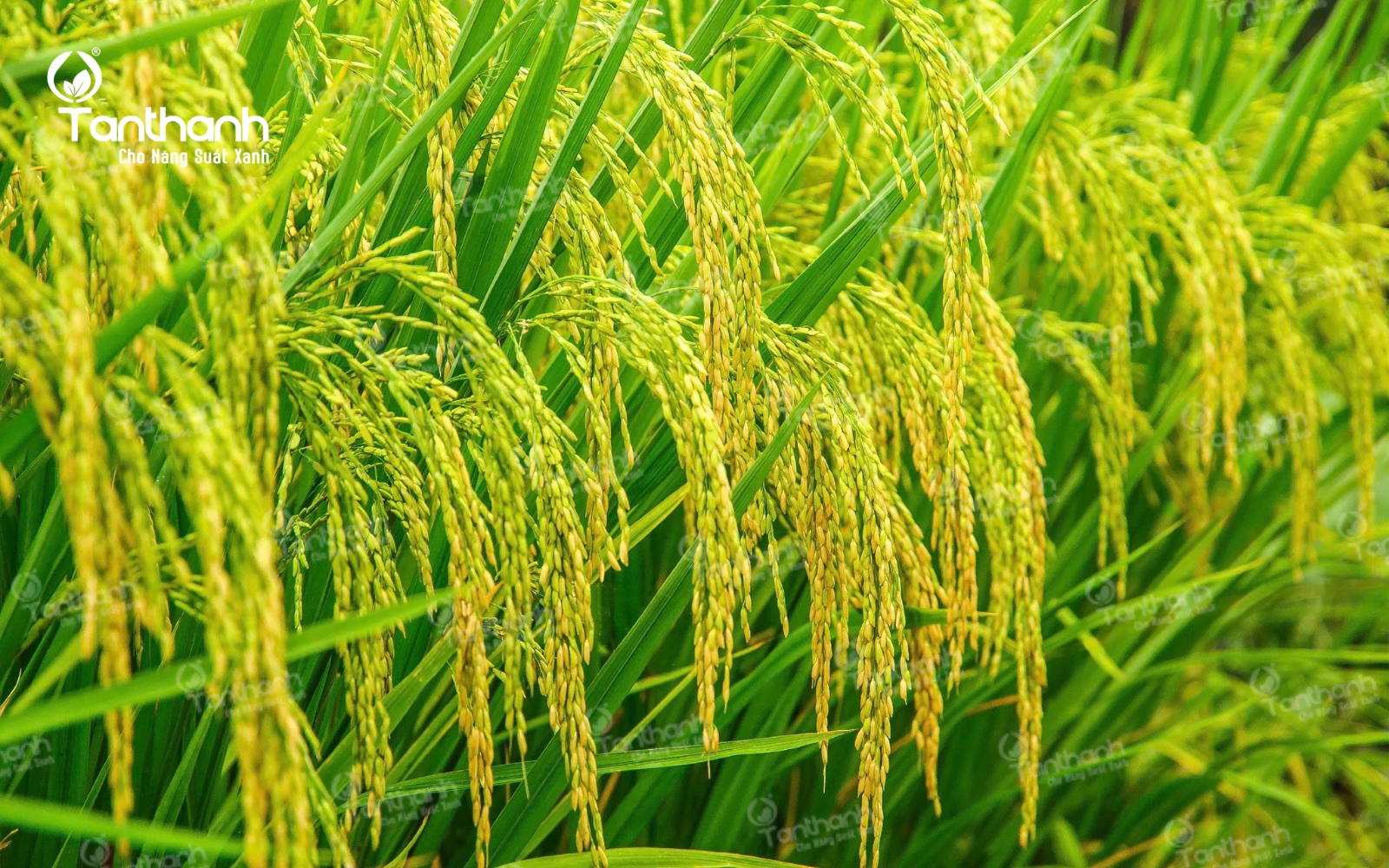 Giải pháp kép cho vụ lúa khởi đầu an toàn Giải pháp kép cho vụ lúa khởi đầu an toàn